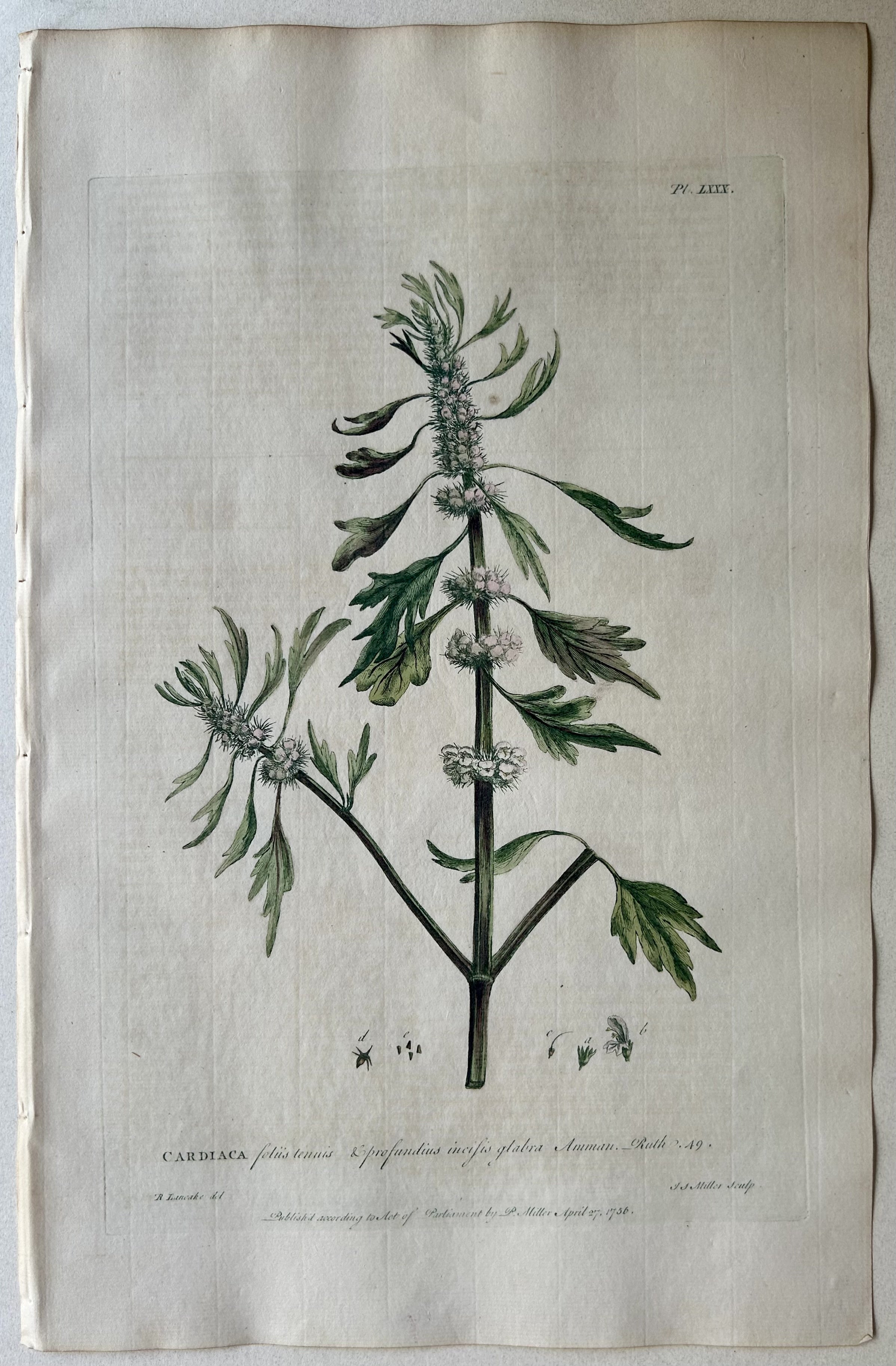 #80 Cardiaca foliis