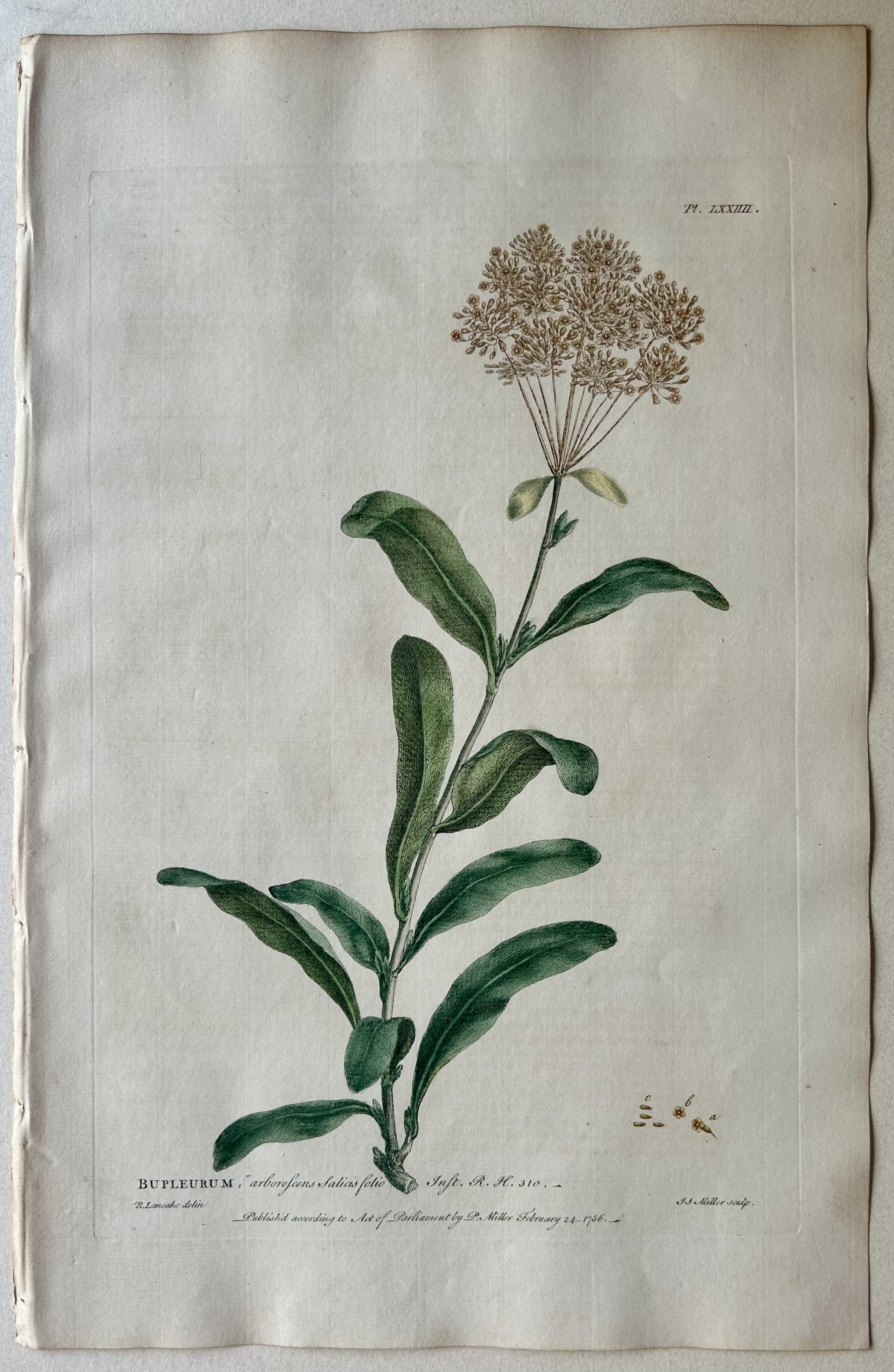 #74 Bupleurum arborescens