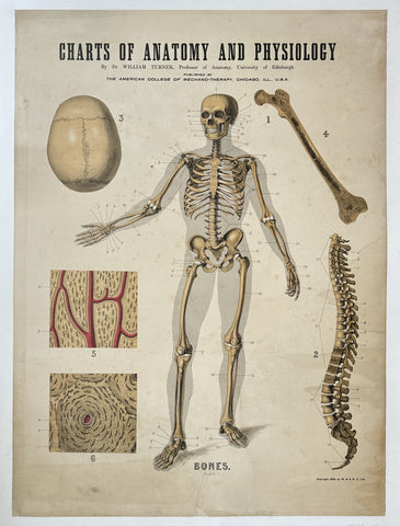 Link to Charts of Anatomy and Physiology: BonesUnited States, c. 1909 Product