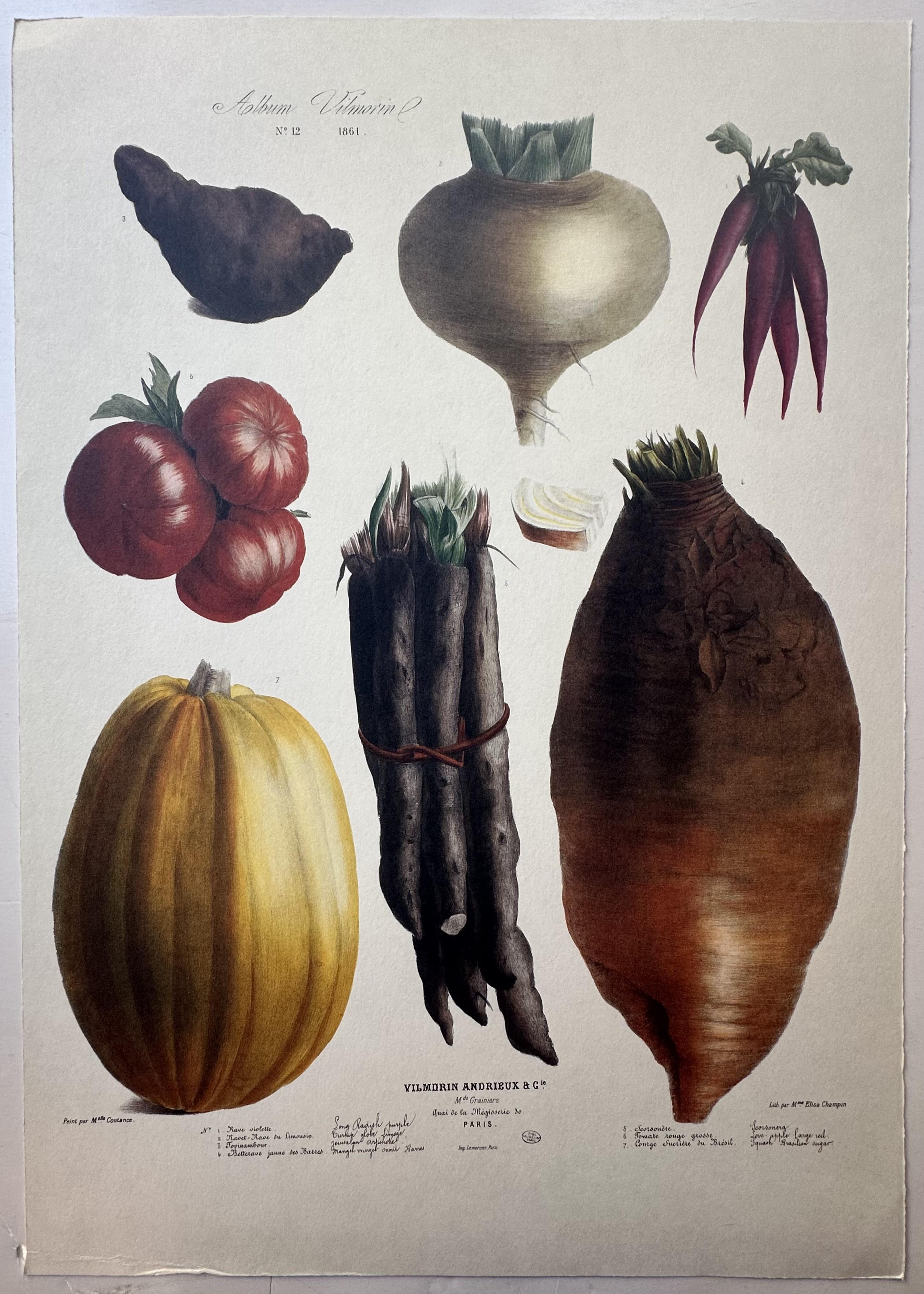Album Vilmorin Vegetable Print #12