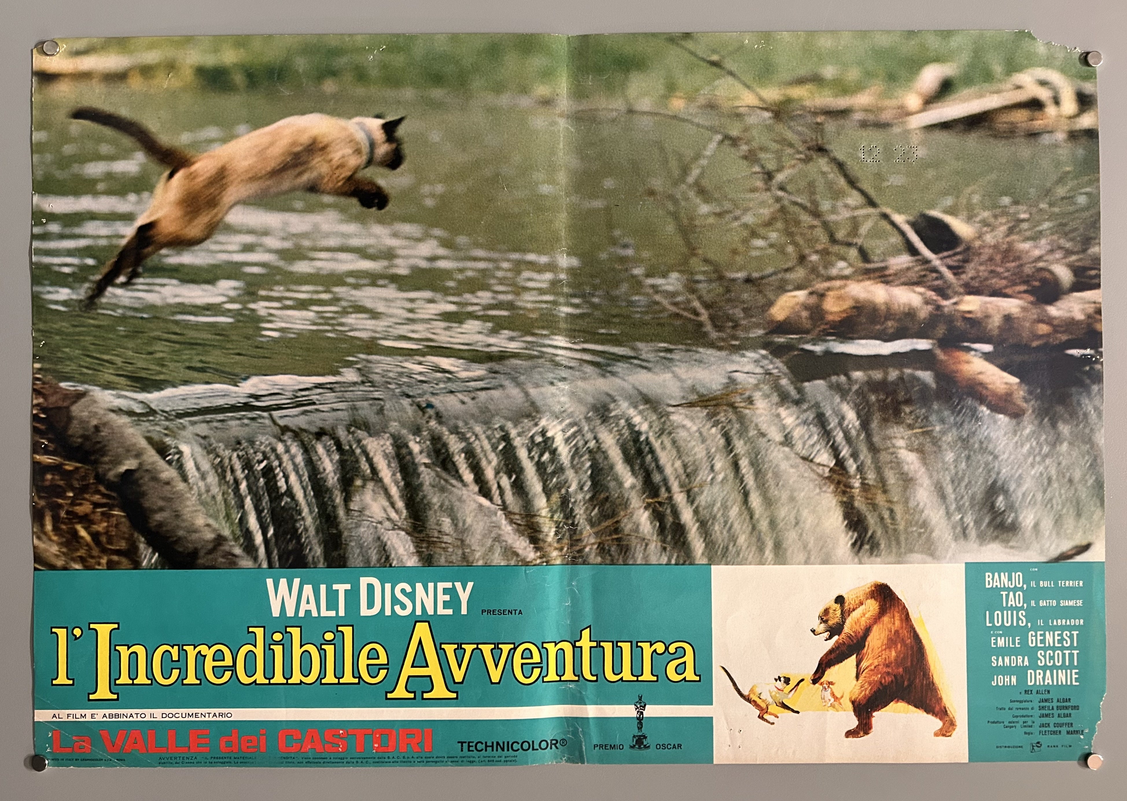 Italian film poster for The Incredible Journey featuring a still photograph from the film and a green border along the bottom.