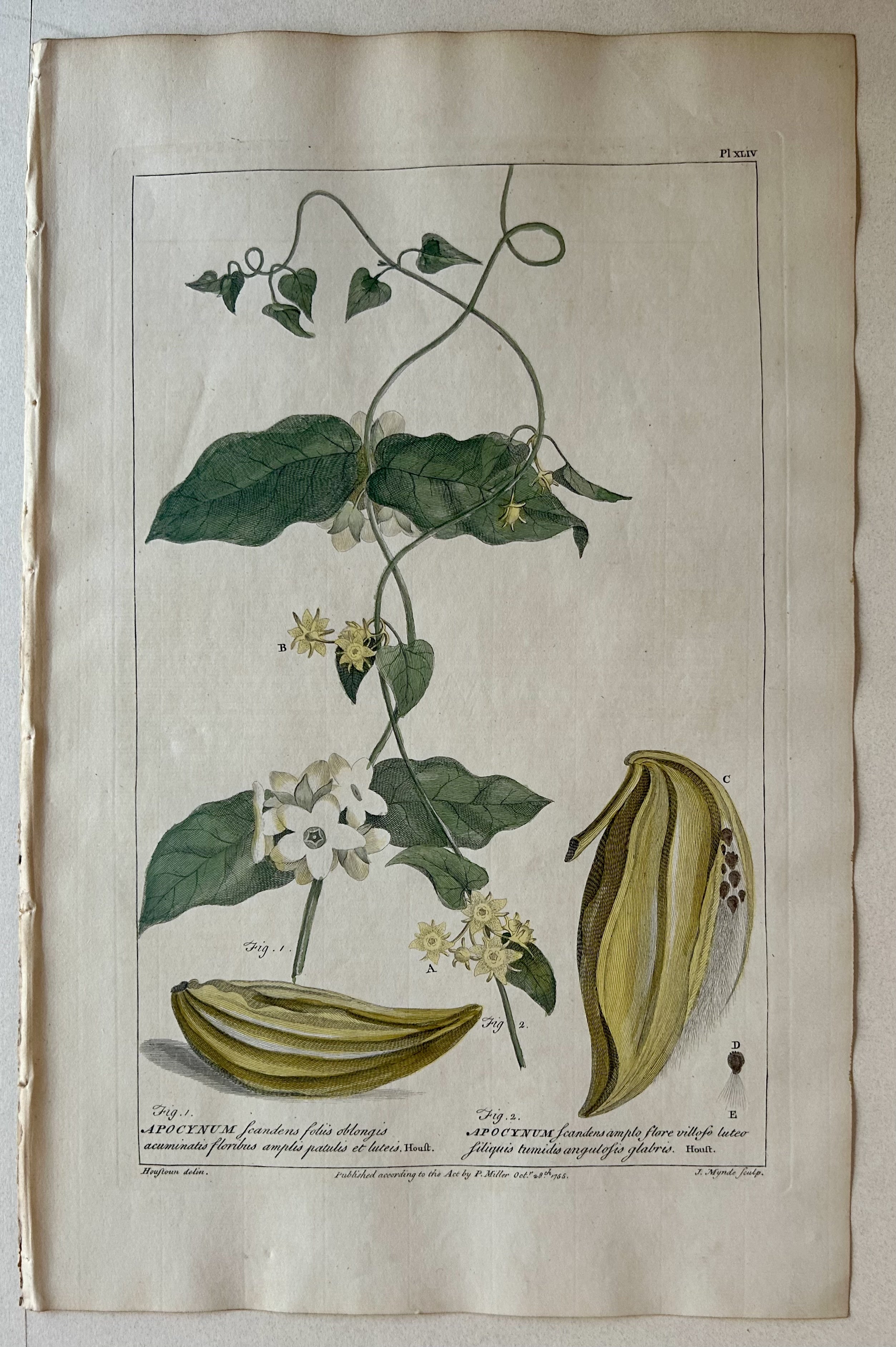 #44 Apocynum scandens foliis oblongis