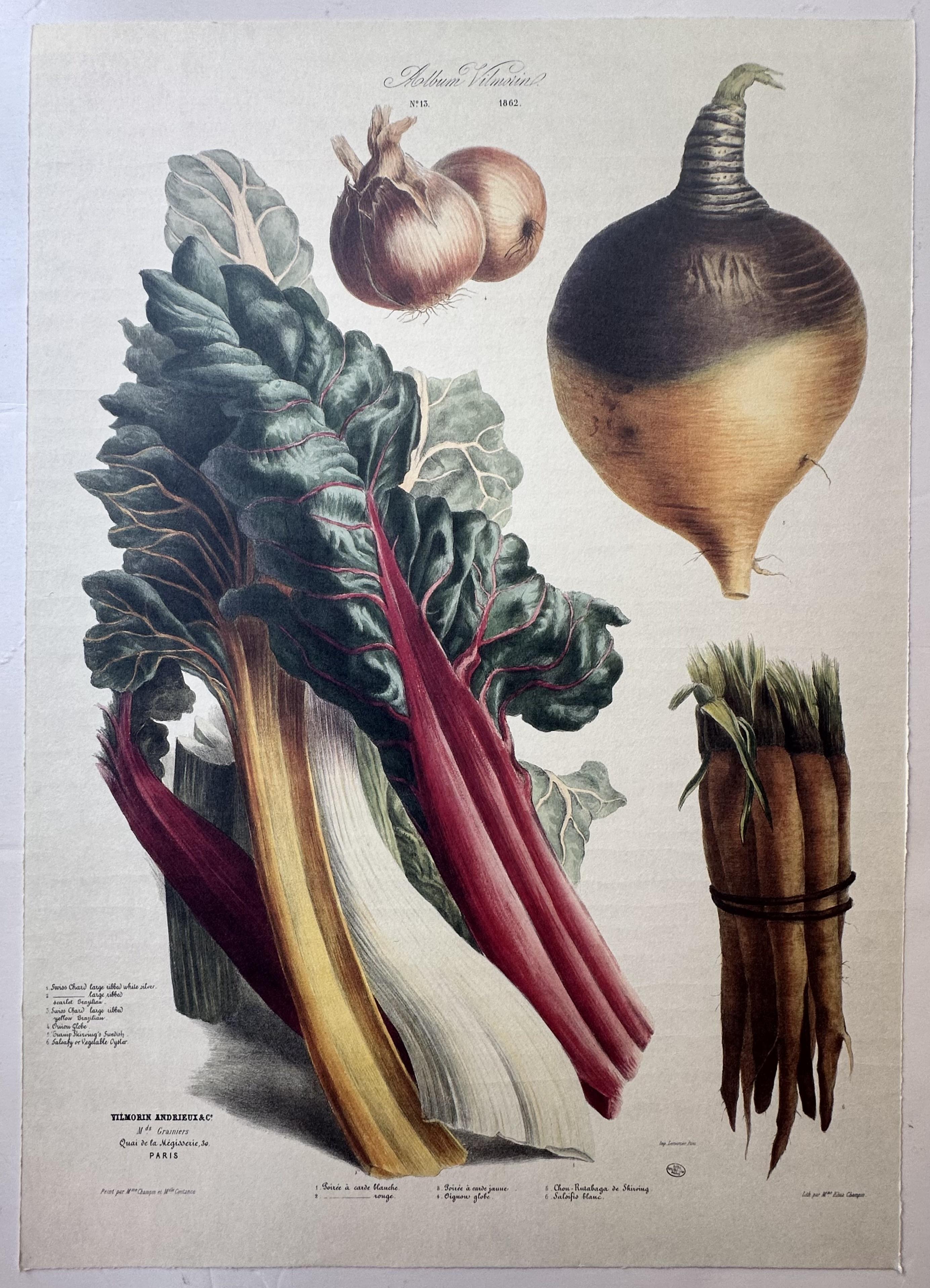Album Vilmorin Vegetable Print #13