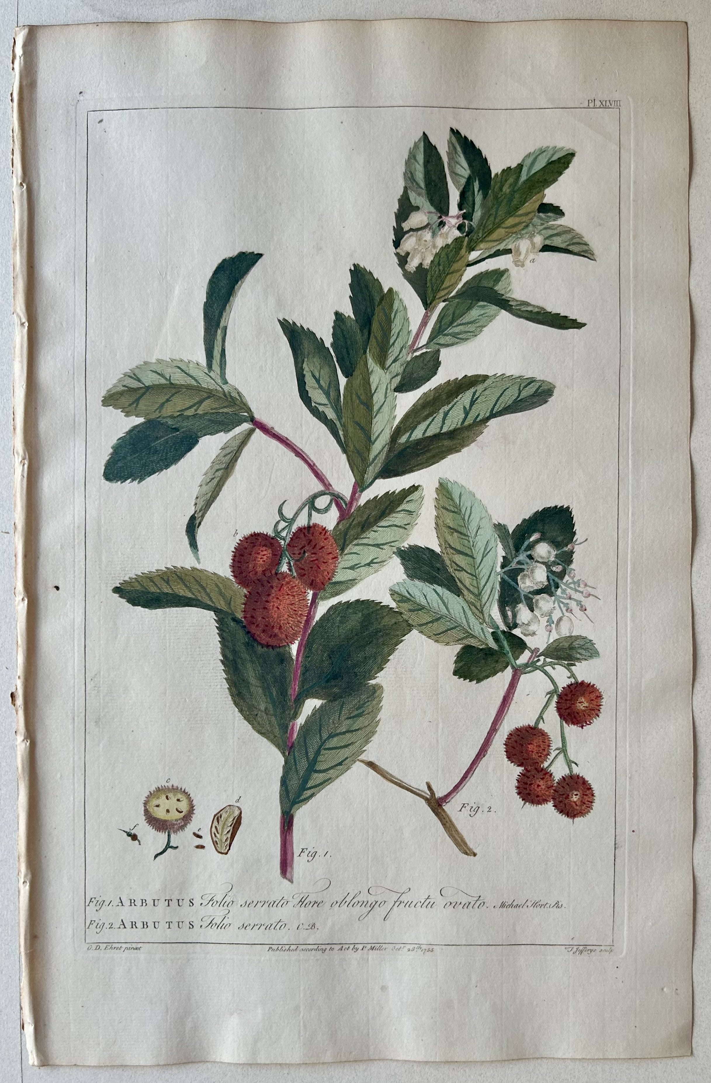 #48 Arbutus folio serrato