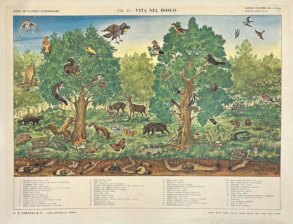This poster, titled "Vita Nel Bosco" (Life in the Woods), is an educational ecological chart (Tavola Ecologica VI) from the "Serie di Tavole Ecologiche" by G. B. Paravia & C