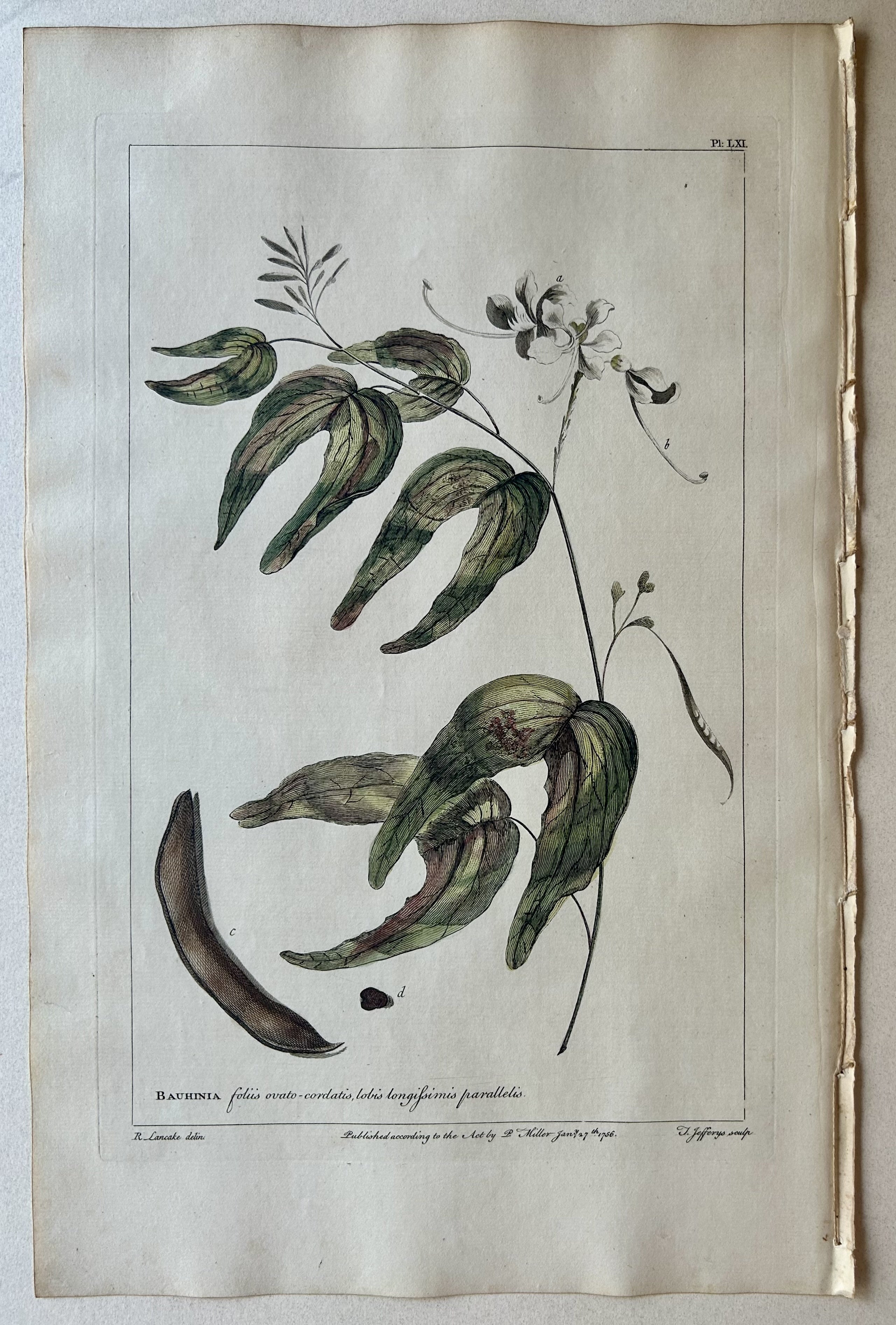 #61 Bauhinia foliis ovato