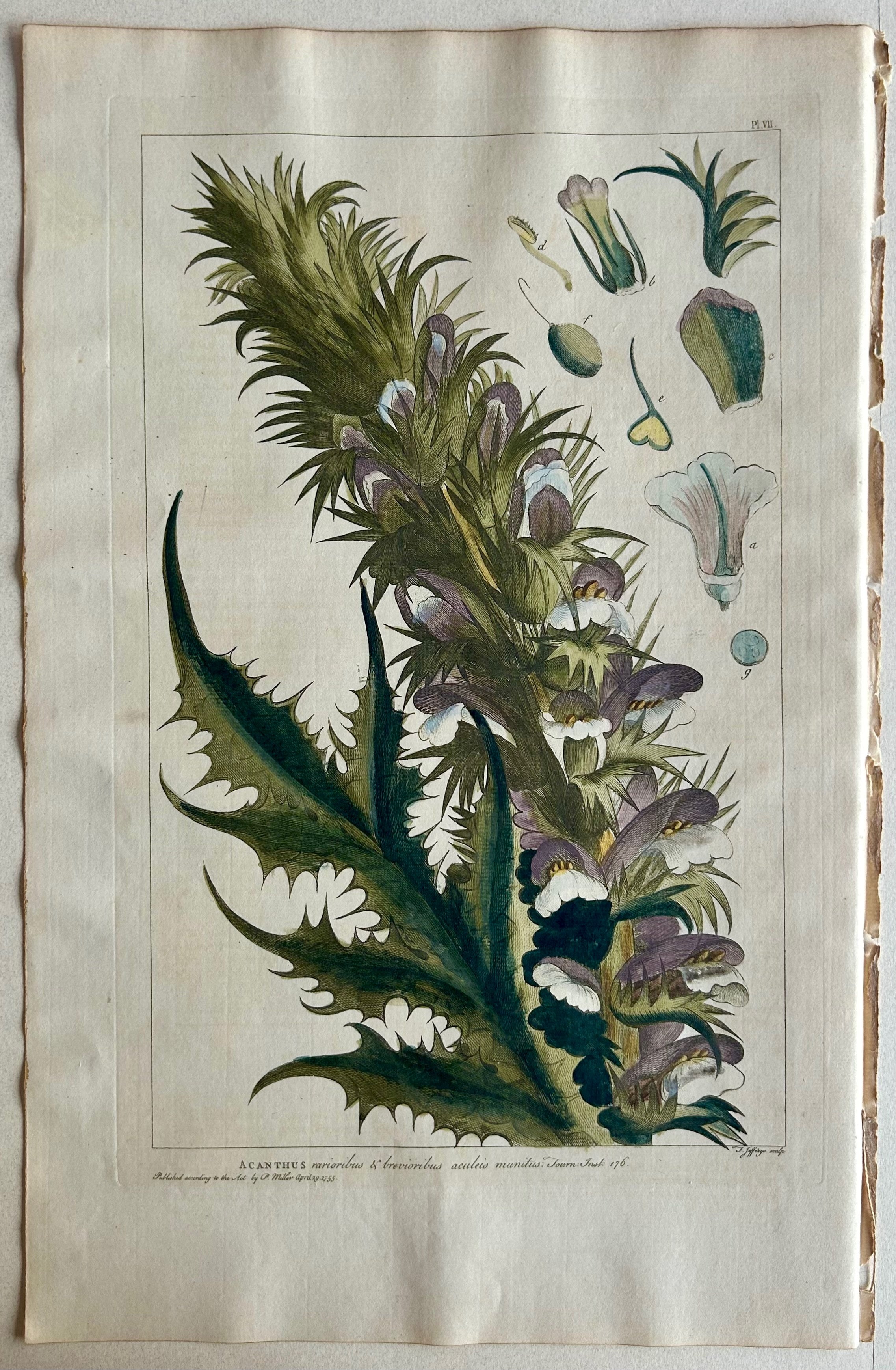 #7 Acanthus, rarioribus brevioribus