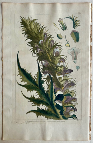 Link to  #7 Acanthus, rarioribus brevioribusLondon, 1770  Product
