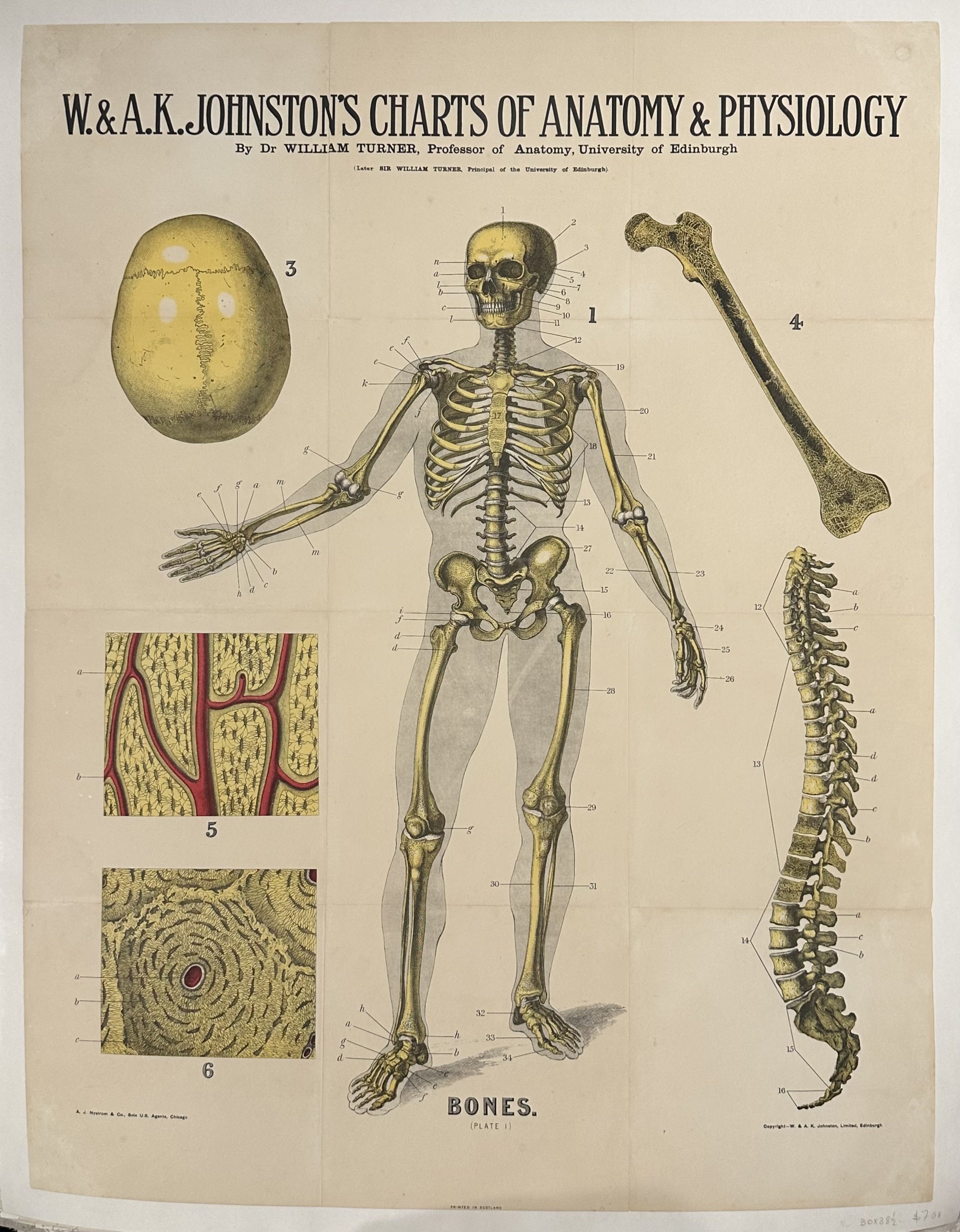 Charts of Anatomy and Physiology: Bones