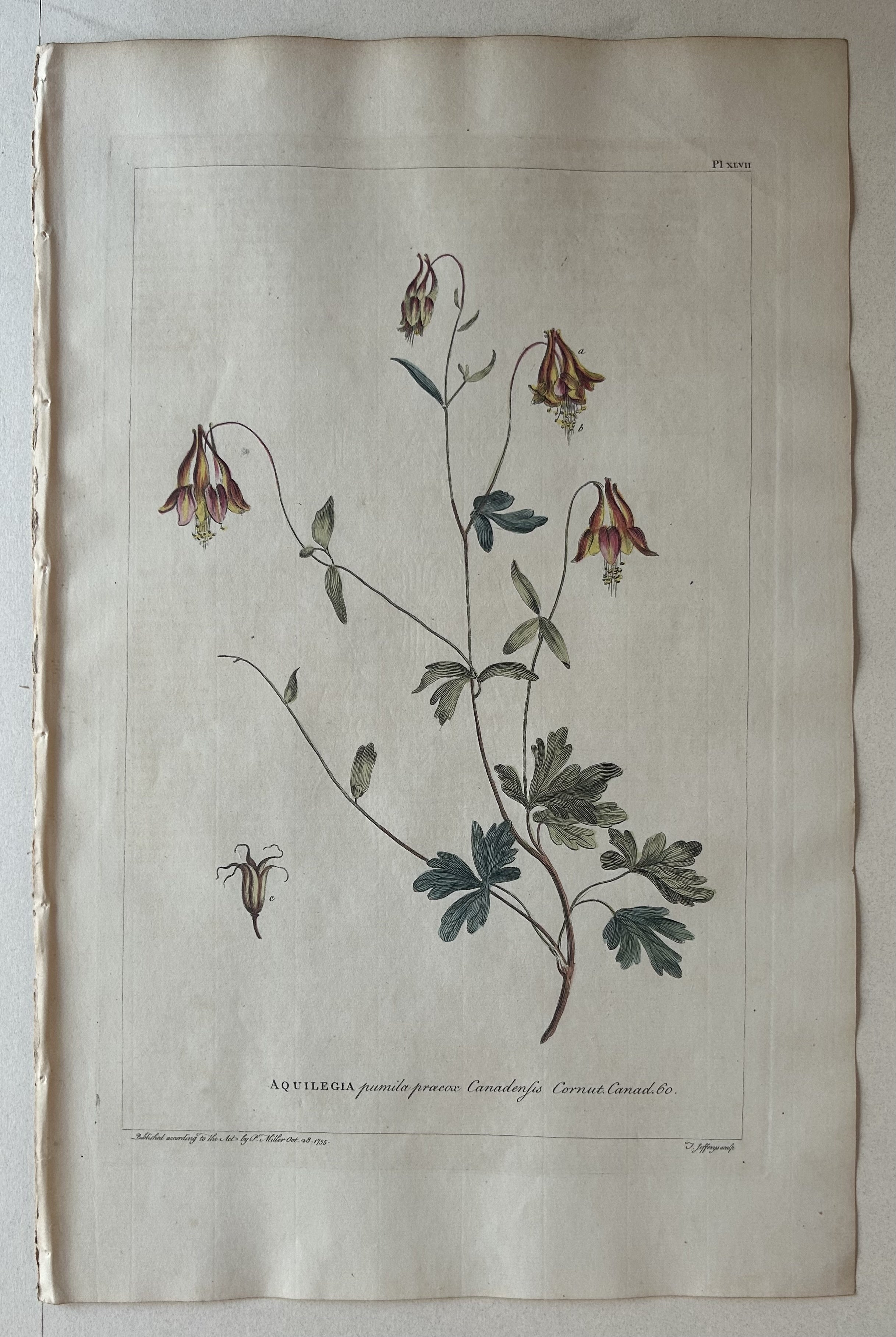 #47 Aquilegia pumila prœcox Canadensis
