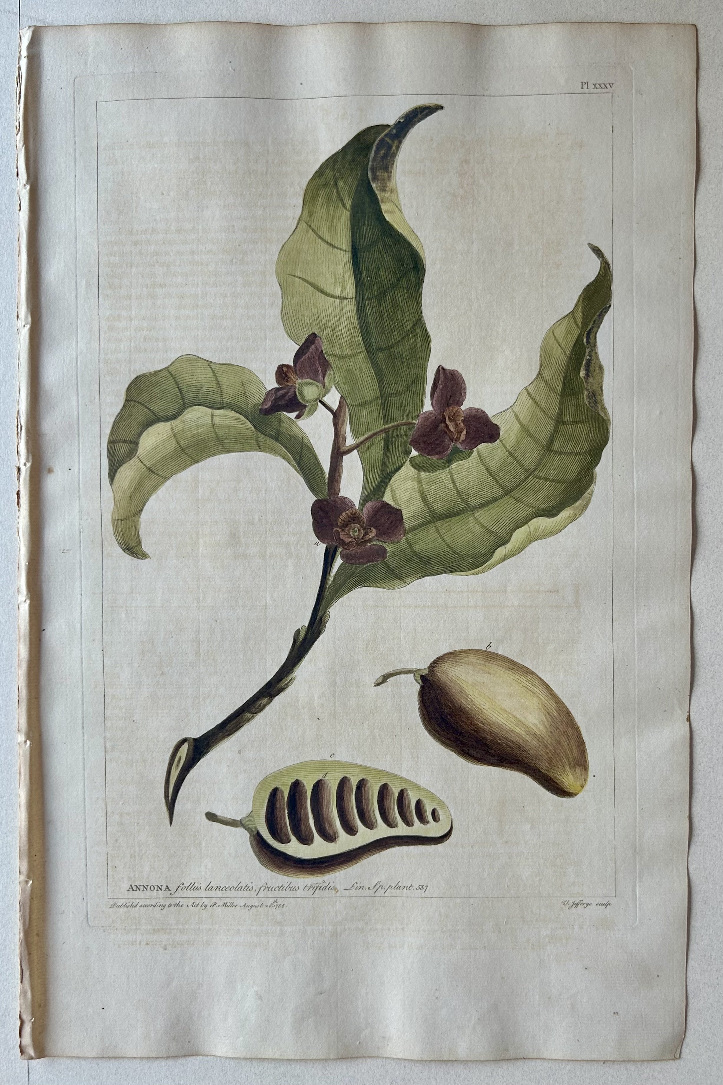 #35 Annona folliis lanceolatis