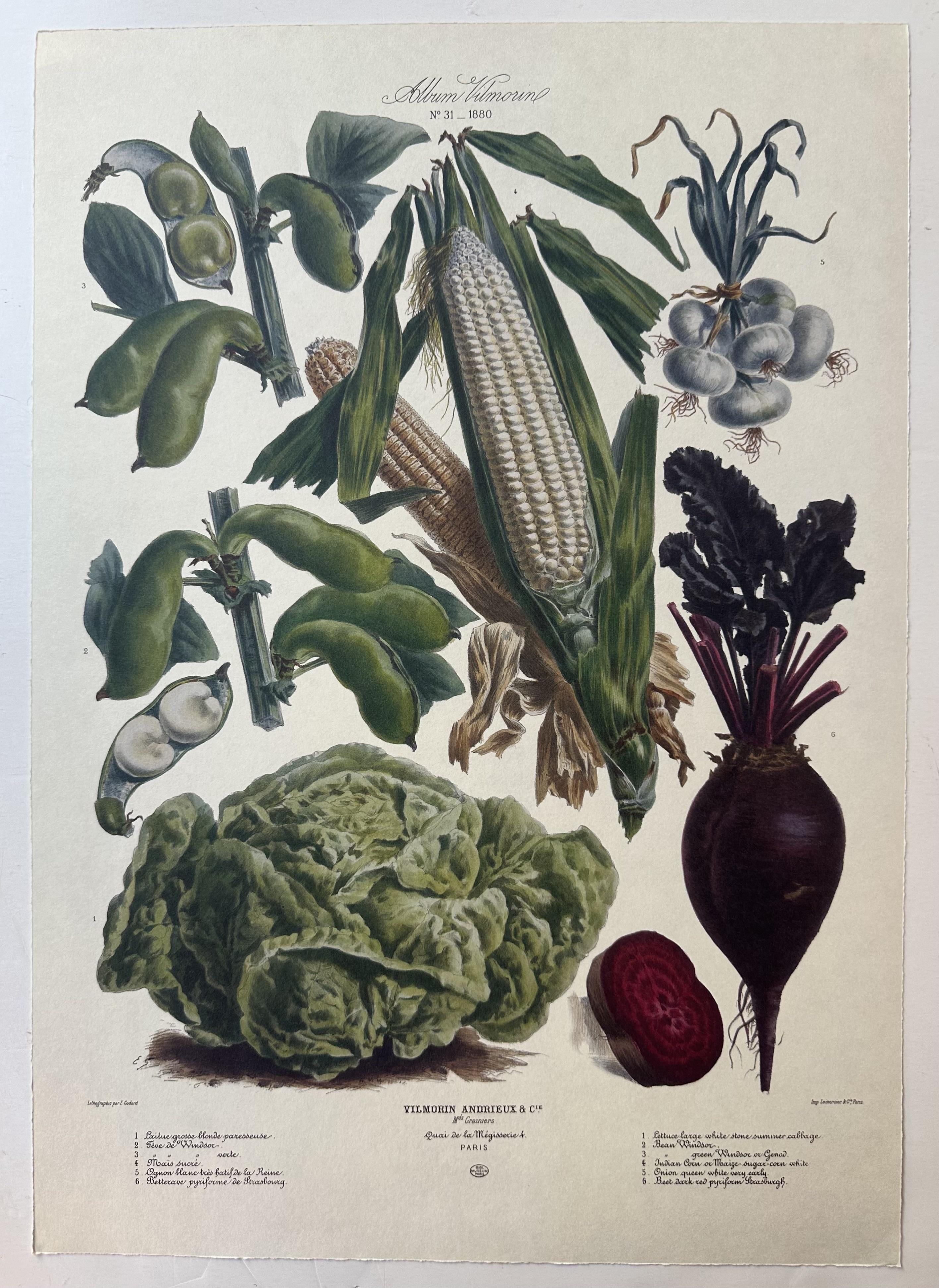 Album Vilmorin Vegetable Print #31