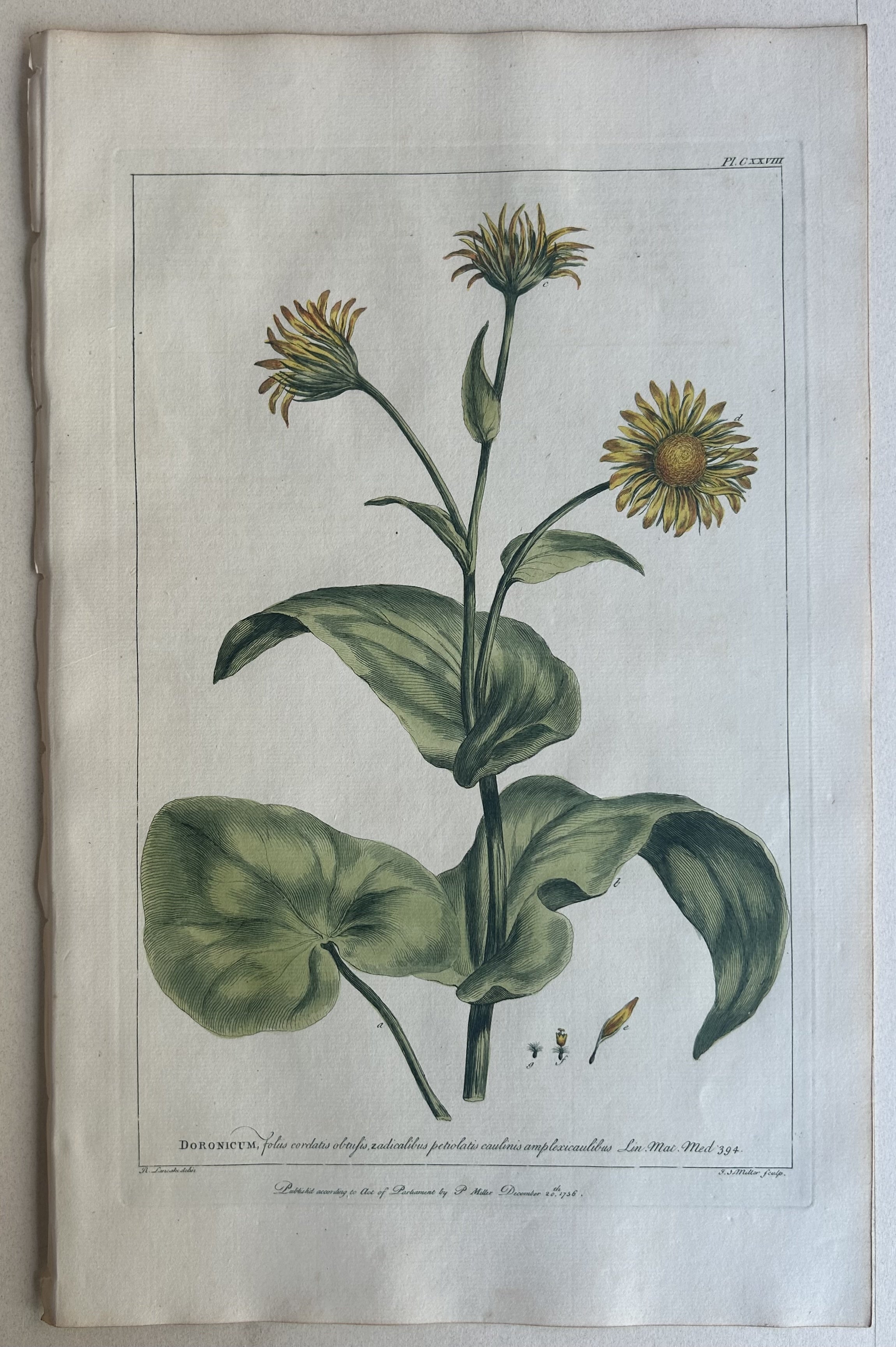 #128 Doronicum