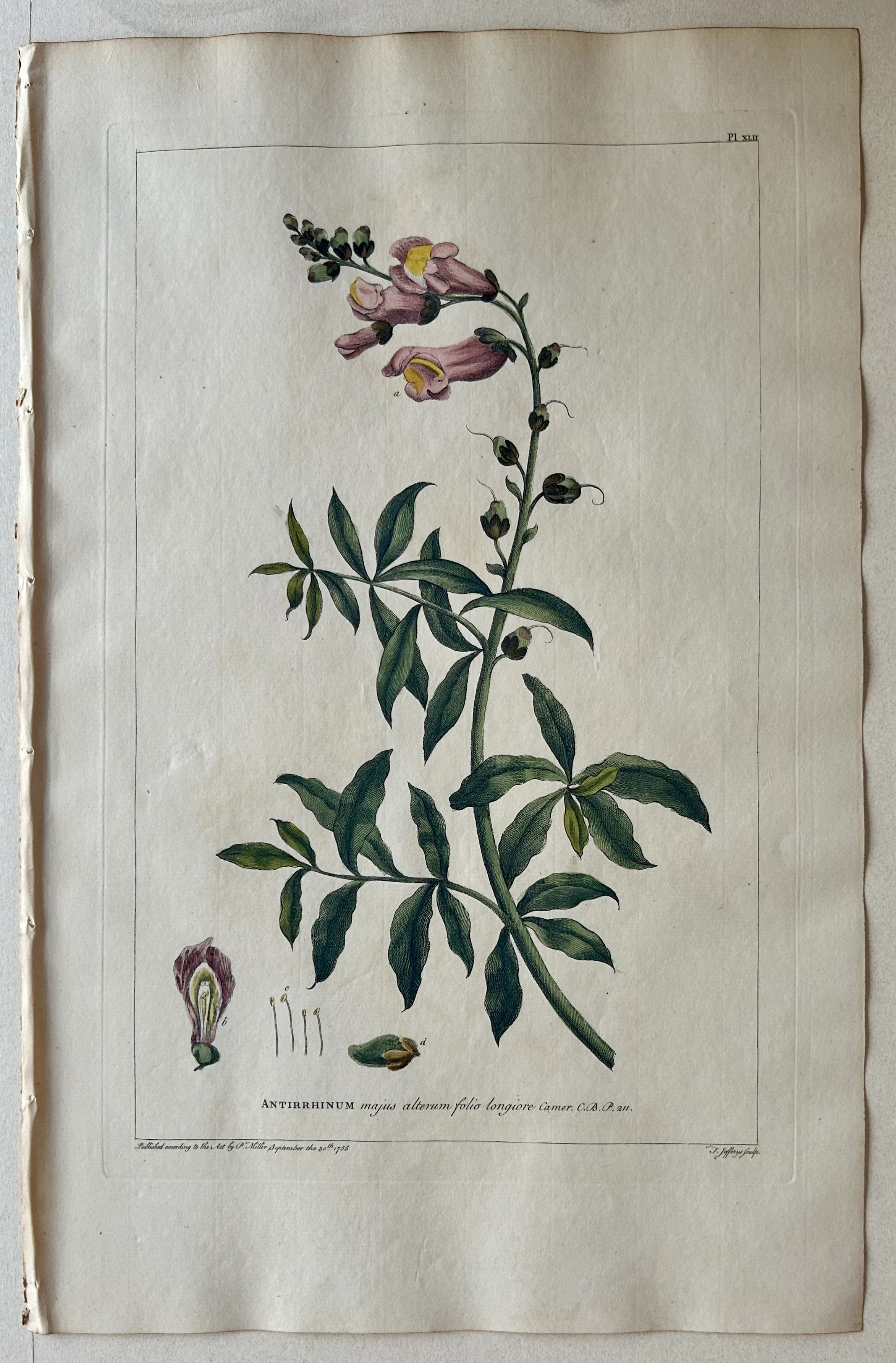 #42 Antirrhinum majus alterum