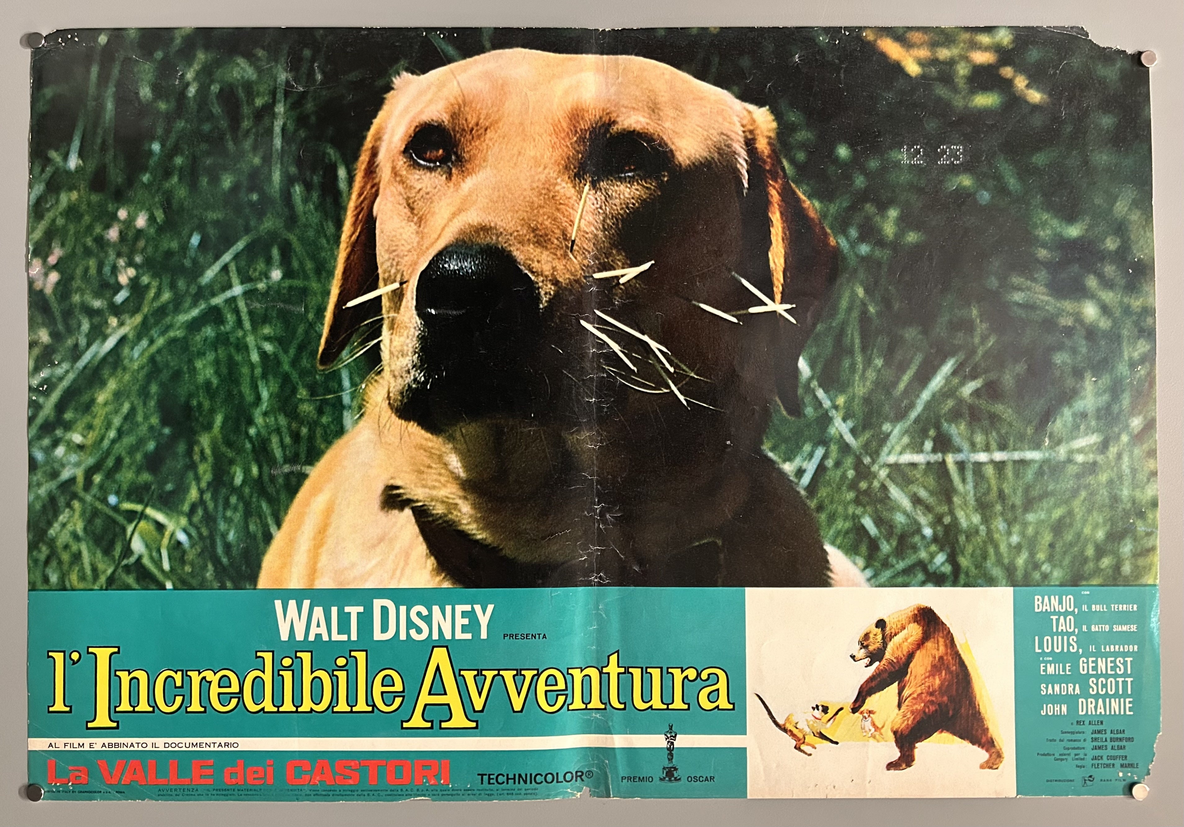 Italian film poster for The Incredible Journey featuring a still photograph from the film and a green border along the bottom.