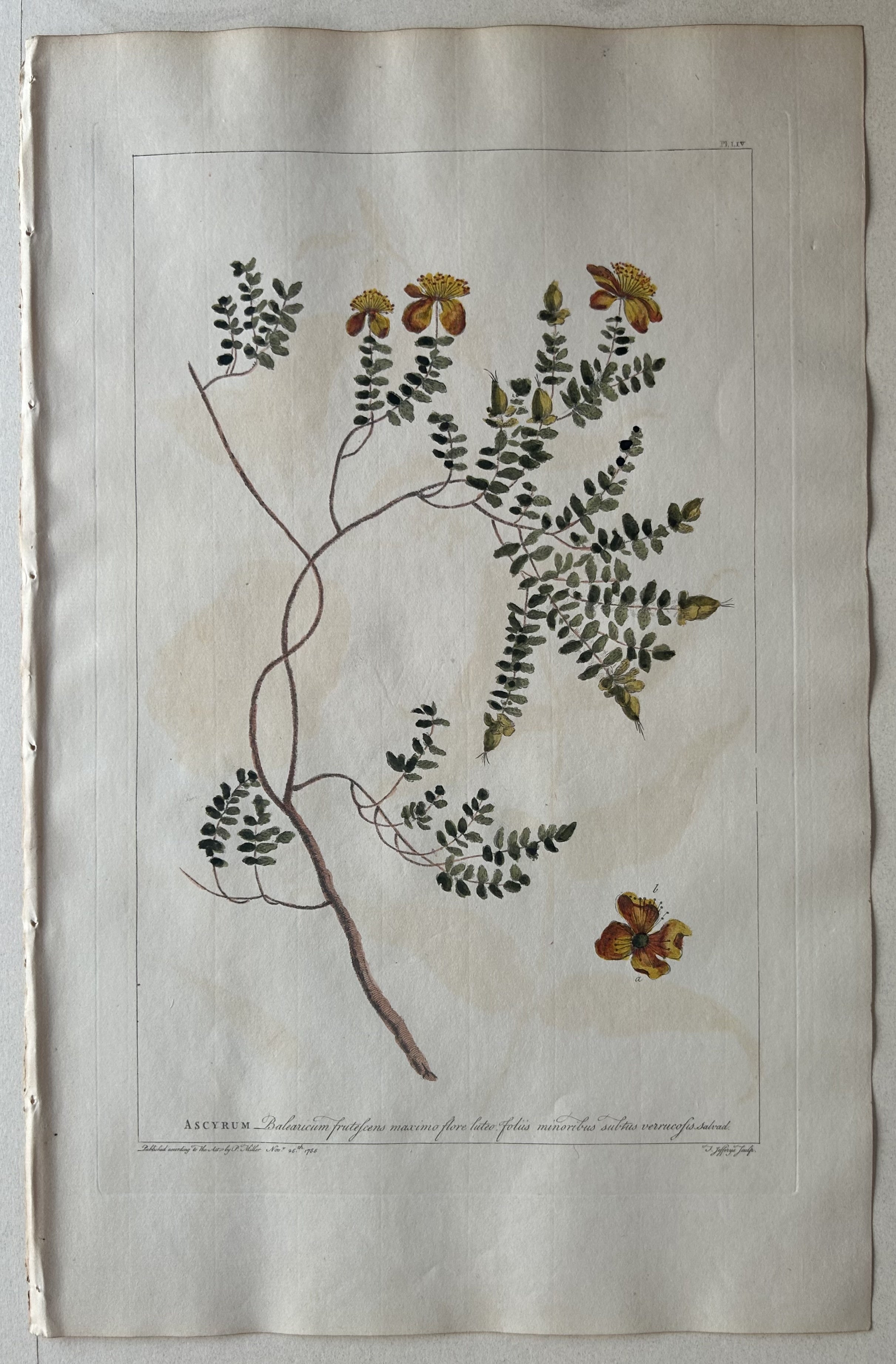 #54 Ascyrum balearicum frutescens
