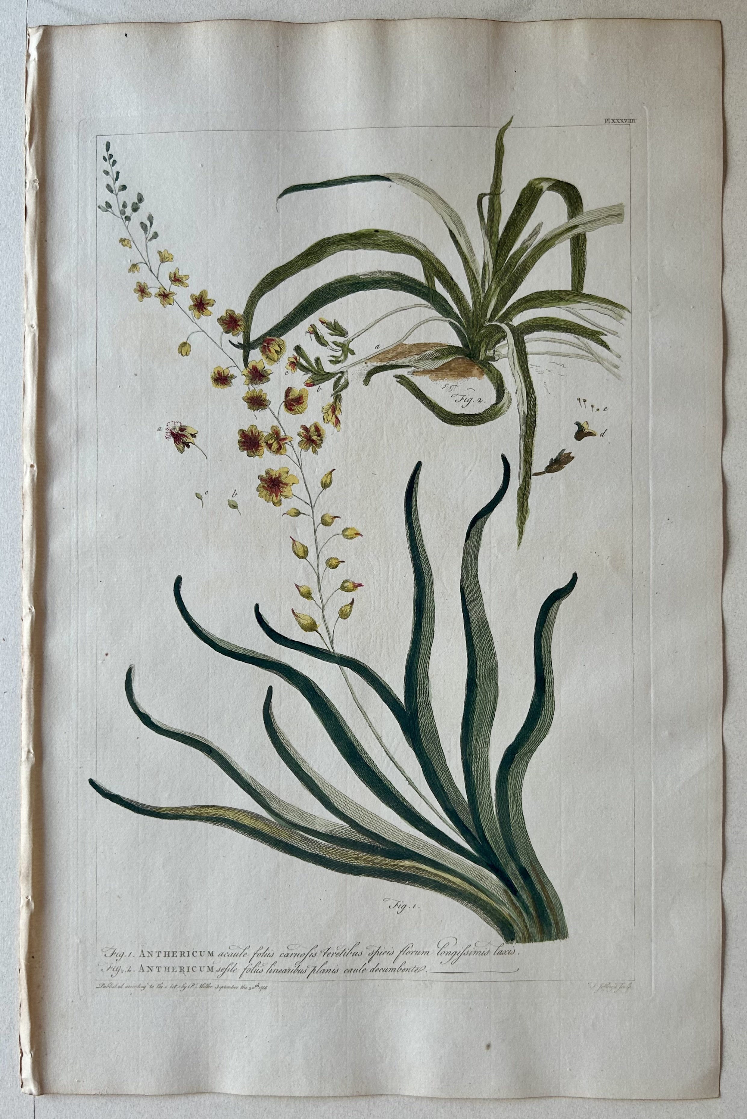 #39 Anthericum acaule