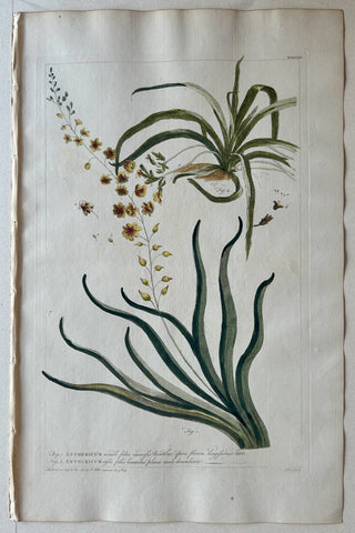 Link to  #39 Anthericum acauleLondon, 1770  Product