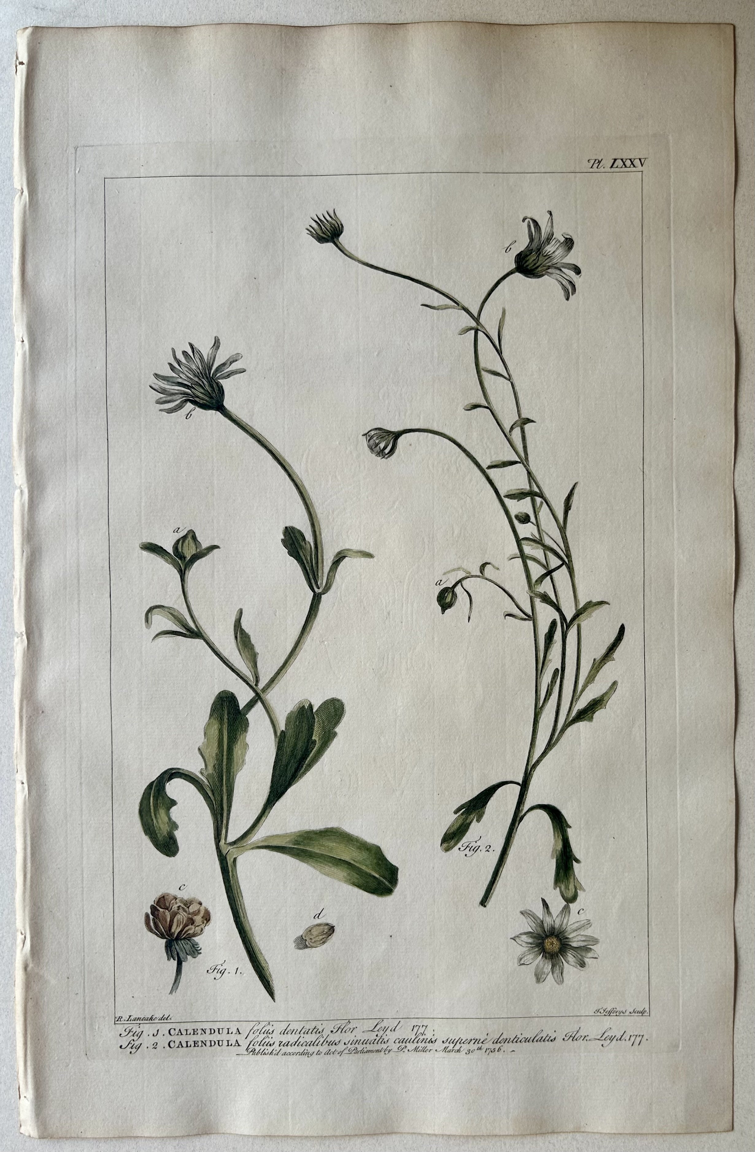 #75 Calendula