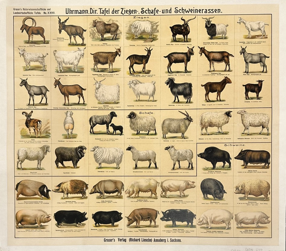 The text at the bottom of the poster, "Graser's Verlag (Richard Liesche) Annaberg i. Sachsen," indicates the publisher and location. "Annaberg i. Sachsen" refers to Annaberg in Saxony, a state in Germany.