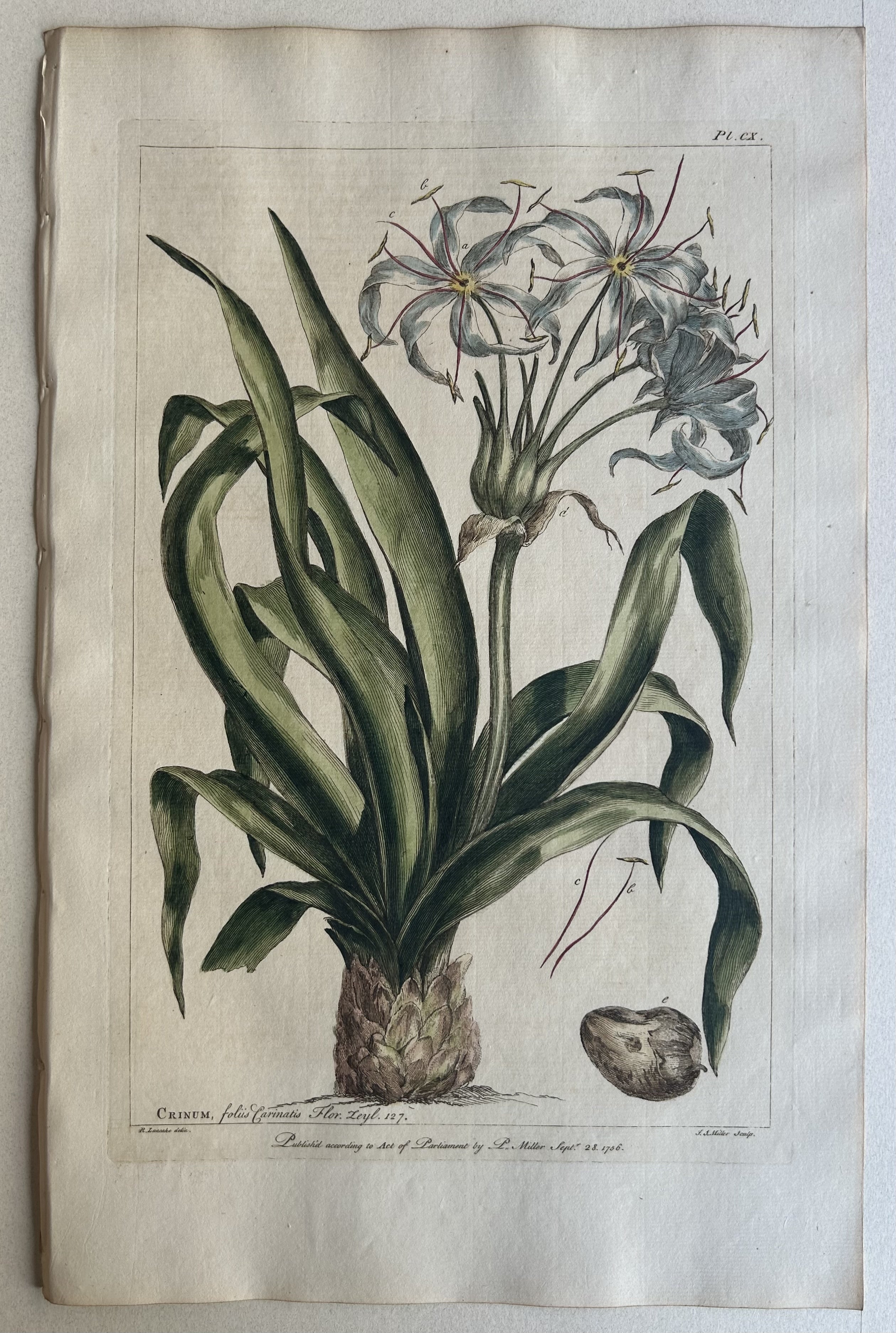 #110 Crinum