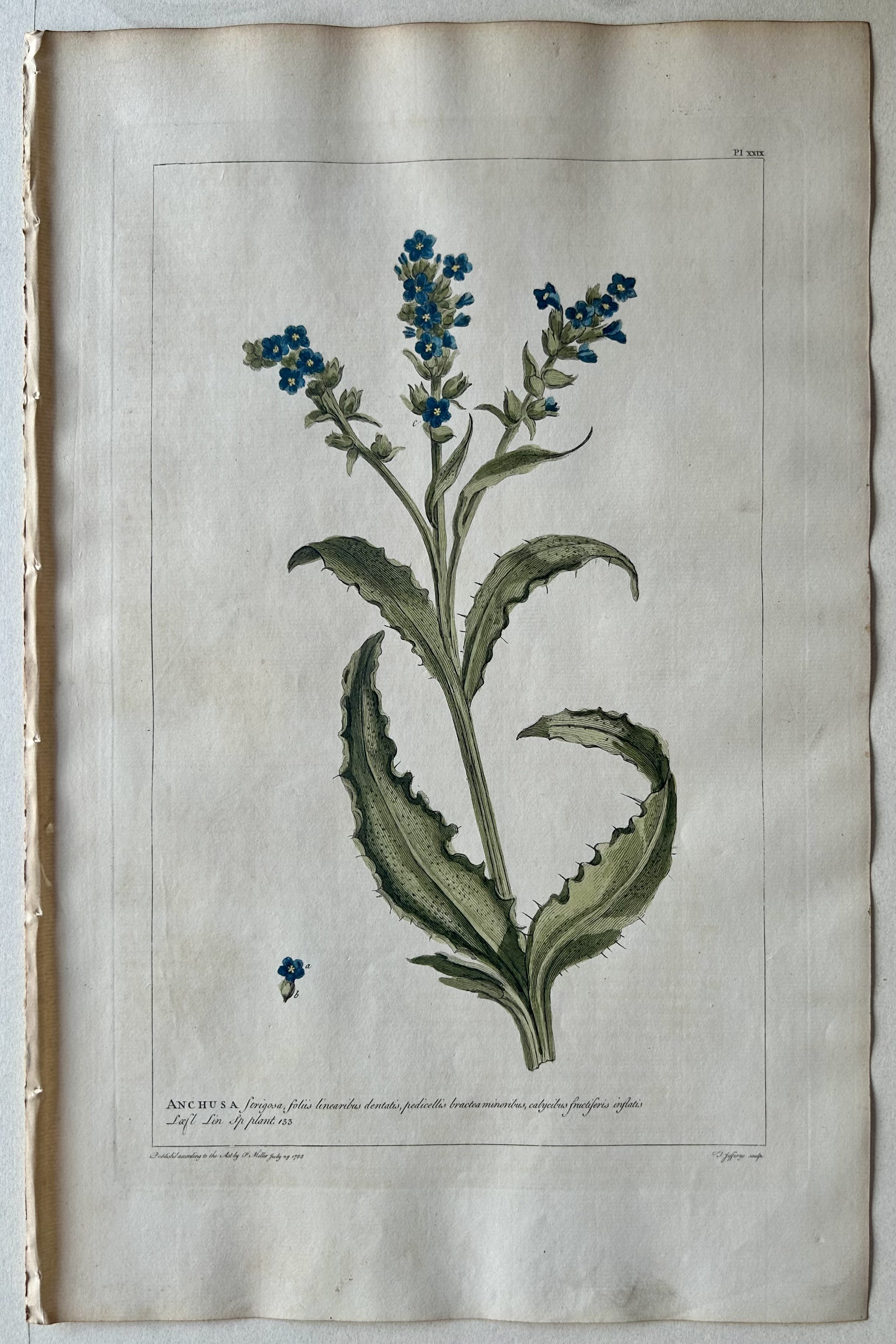 #29 Anchusa strigosa