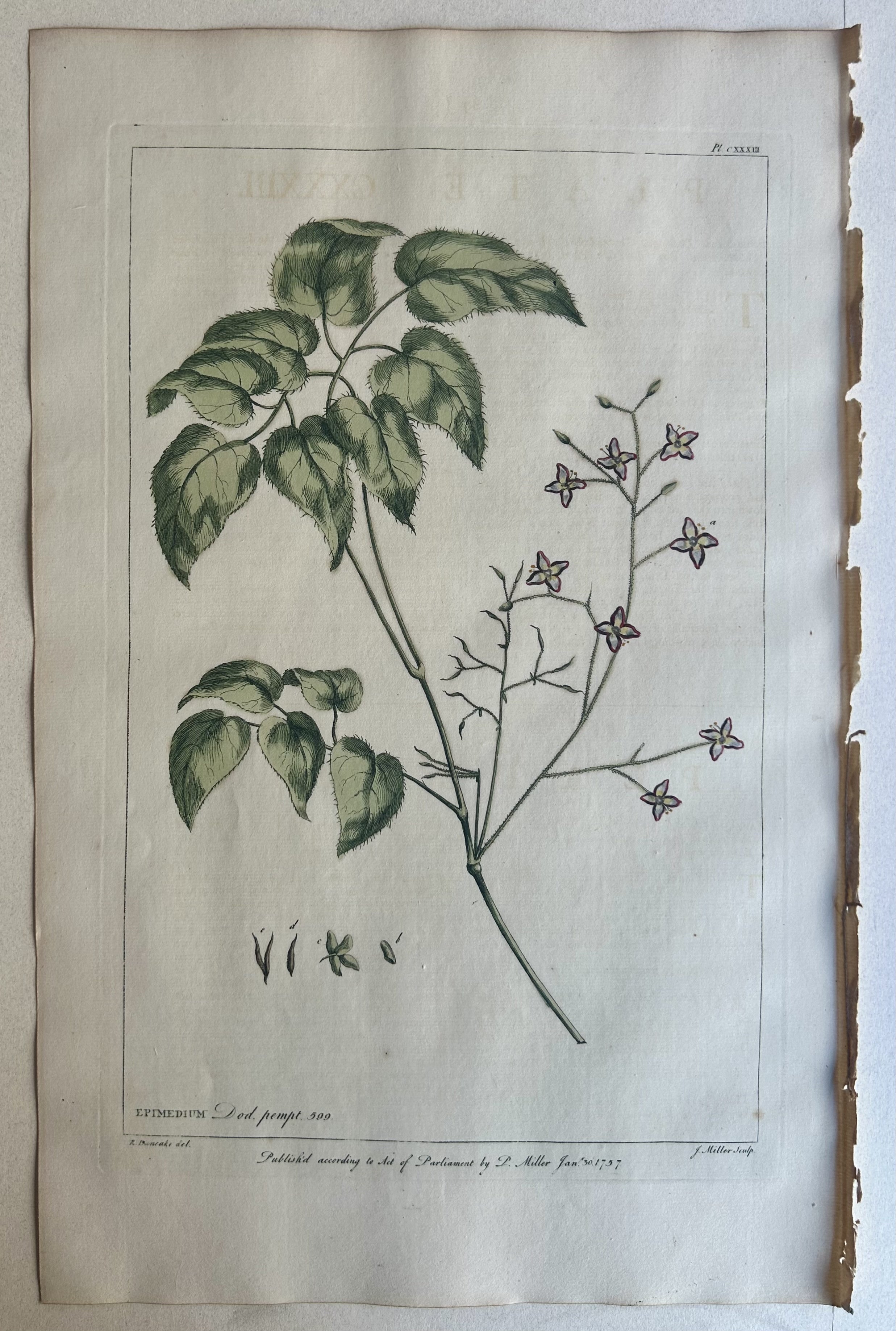 #133 Epimedium