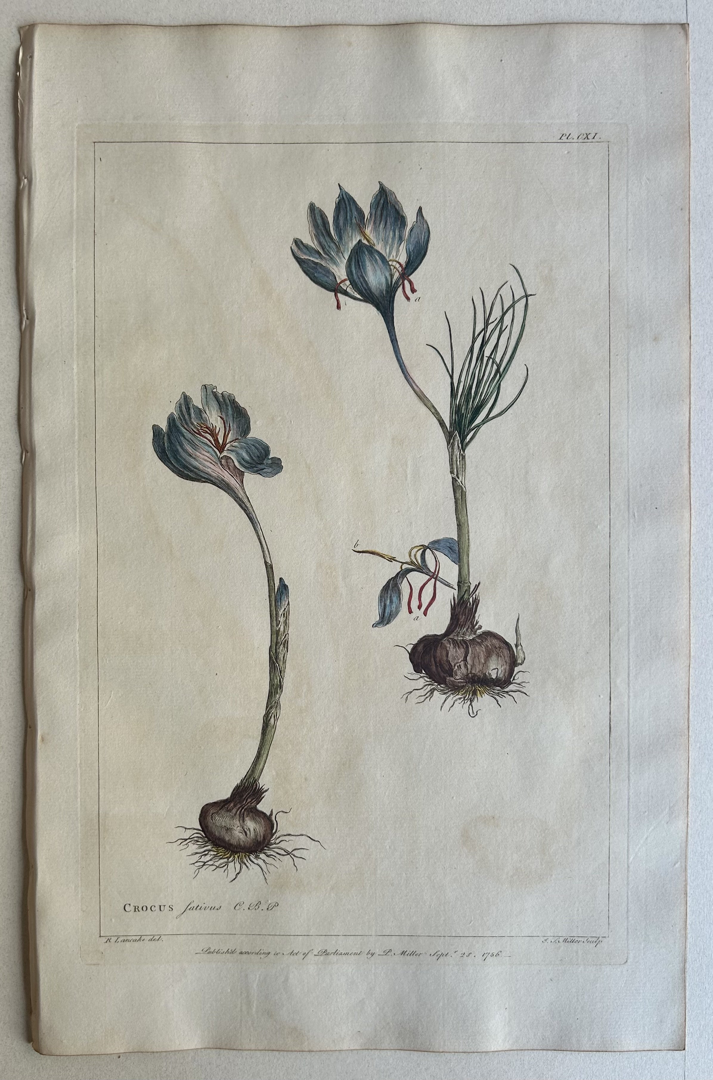 #111 Crocus