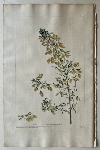 Link to  #37 Anonis viscosa spinisLondon, 1770  Product