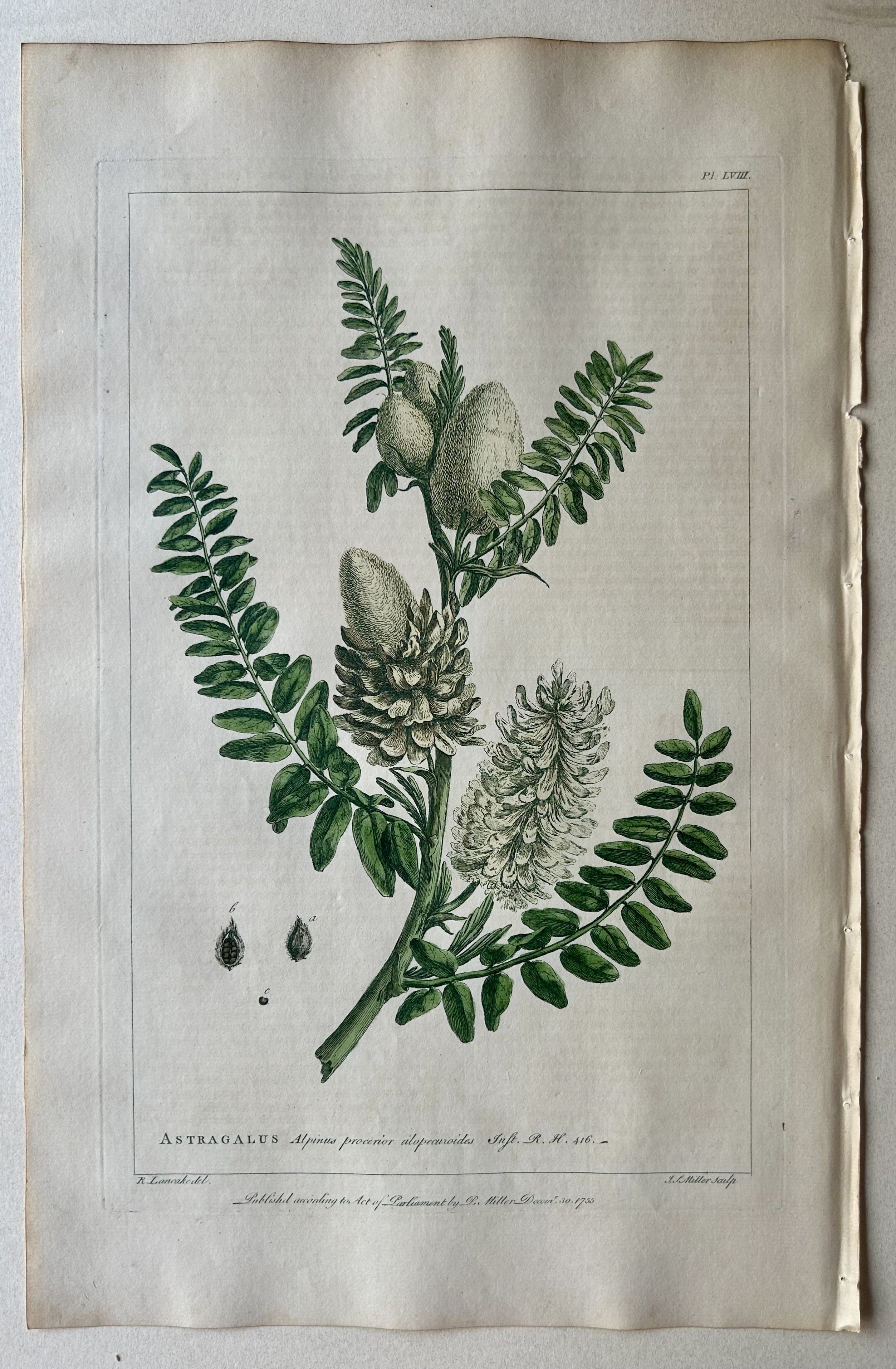 #58 Astragalus Alpinus