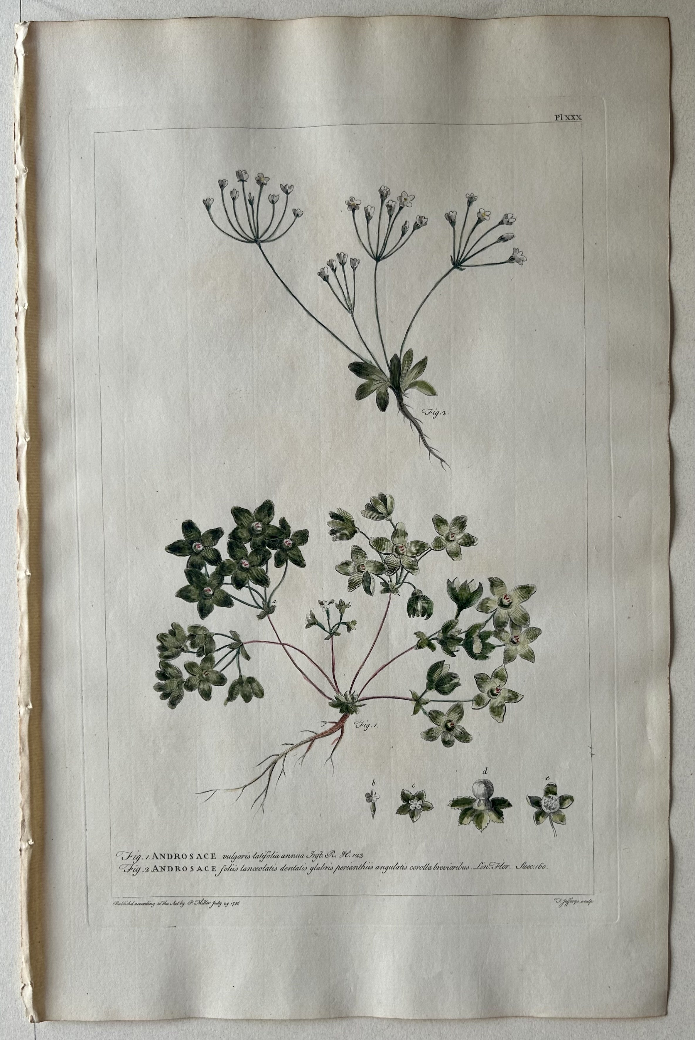 #30 Androsace vulgaris