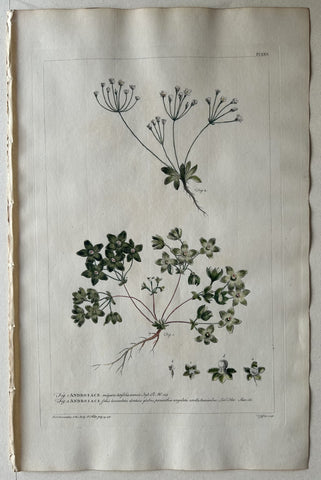 Link to  #30 Androsace vulgarisLondon, 1770  Product
