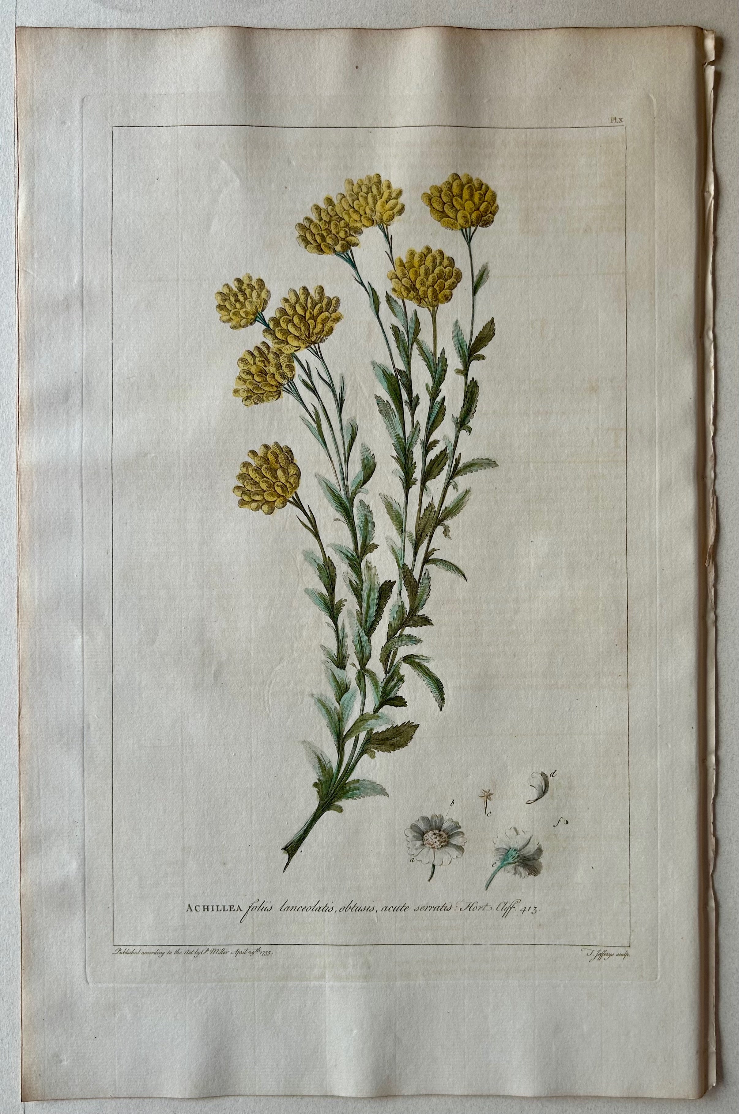 #10 Achillea foliis lanceolatis