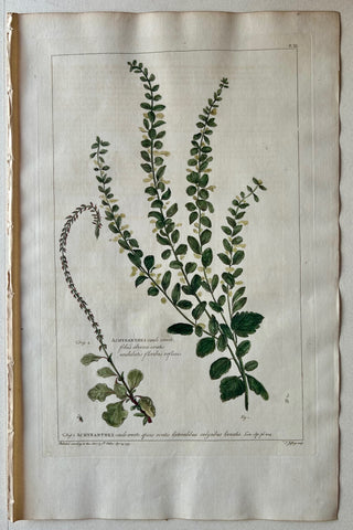 Link to  #11 Achyranthes caule erectoLondon, 1770  Product
