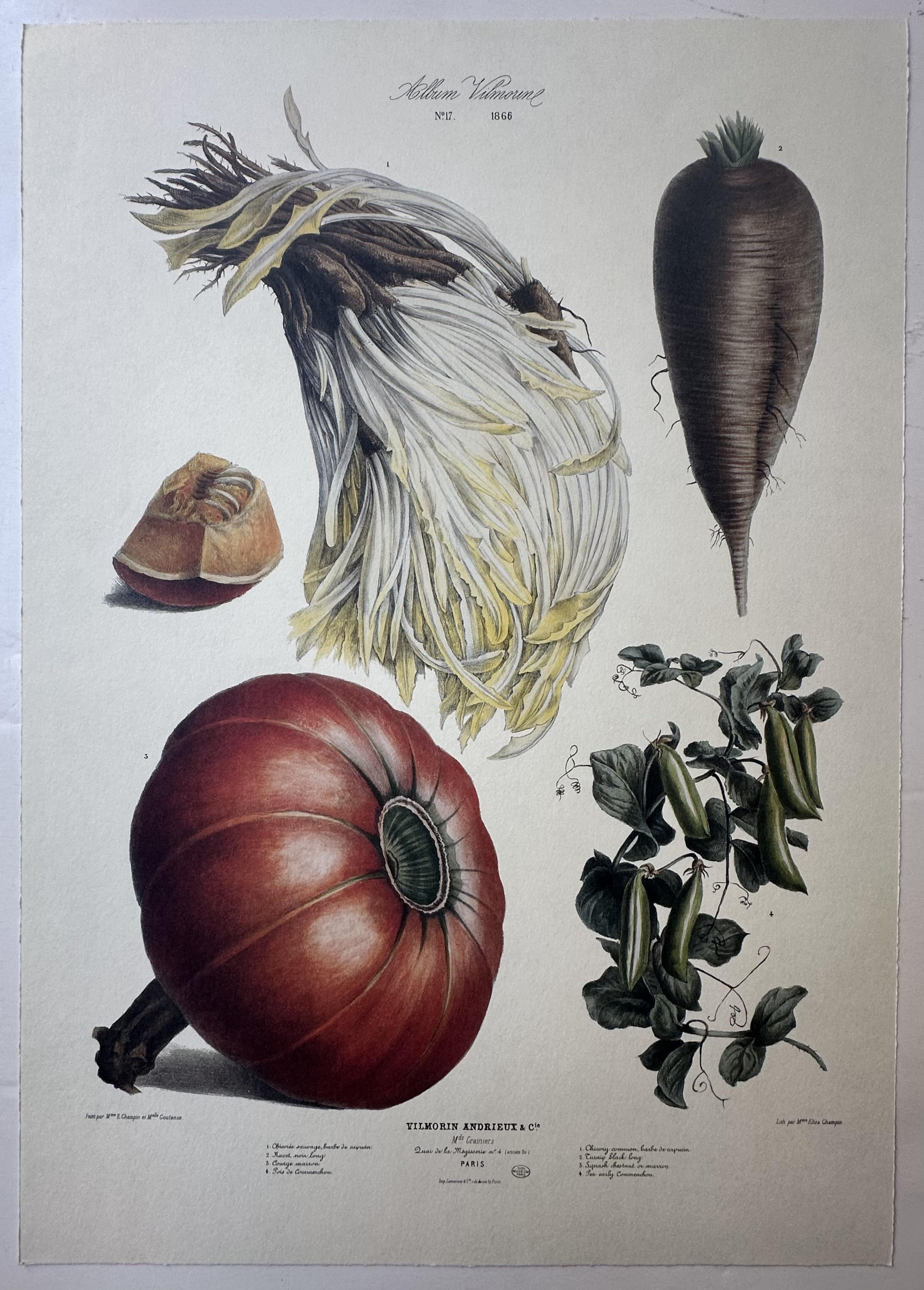 Album Vilmorin Vegetable Print #17