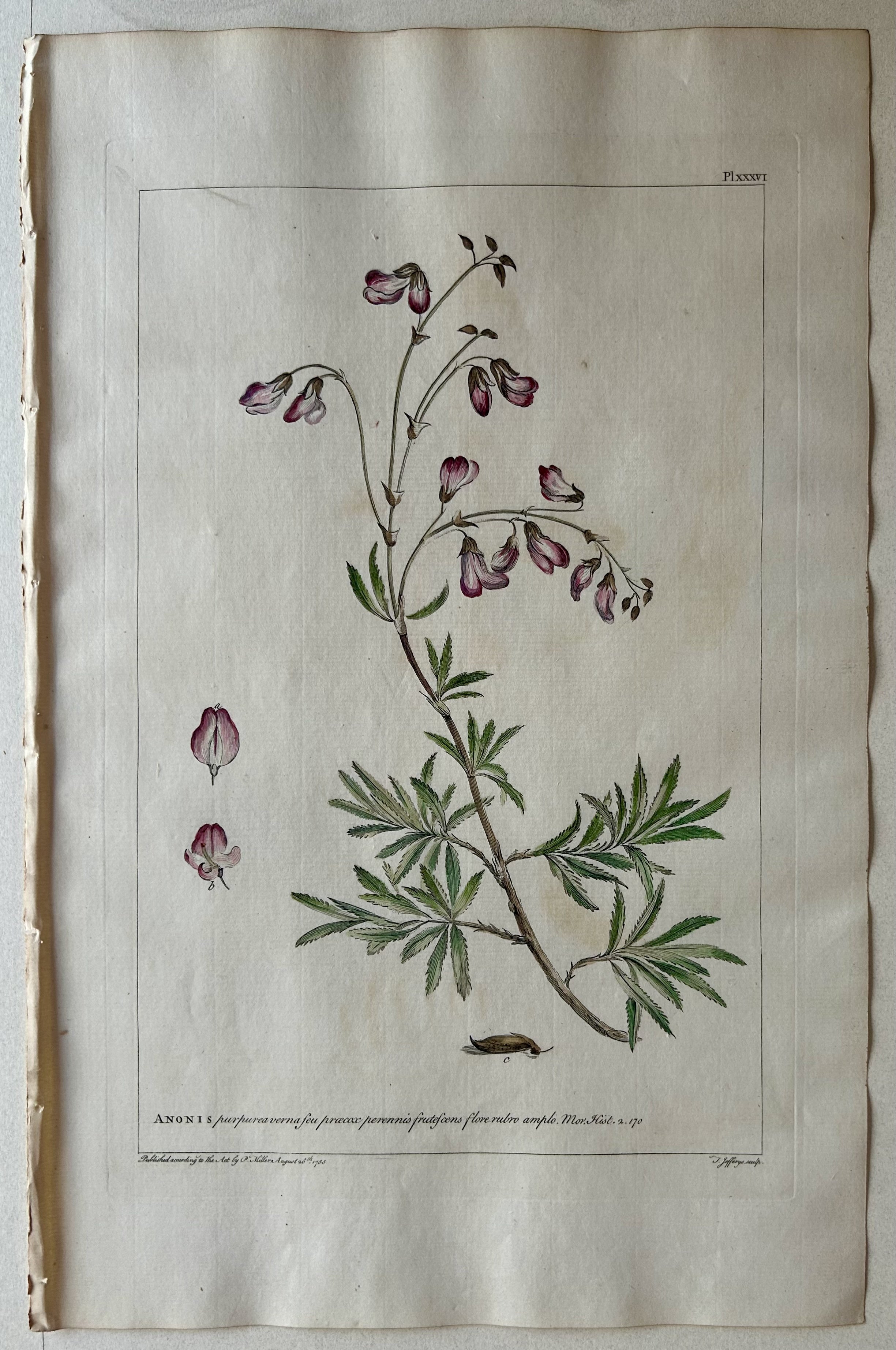 #36 Anonis purpurea verna feu