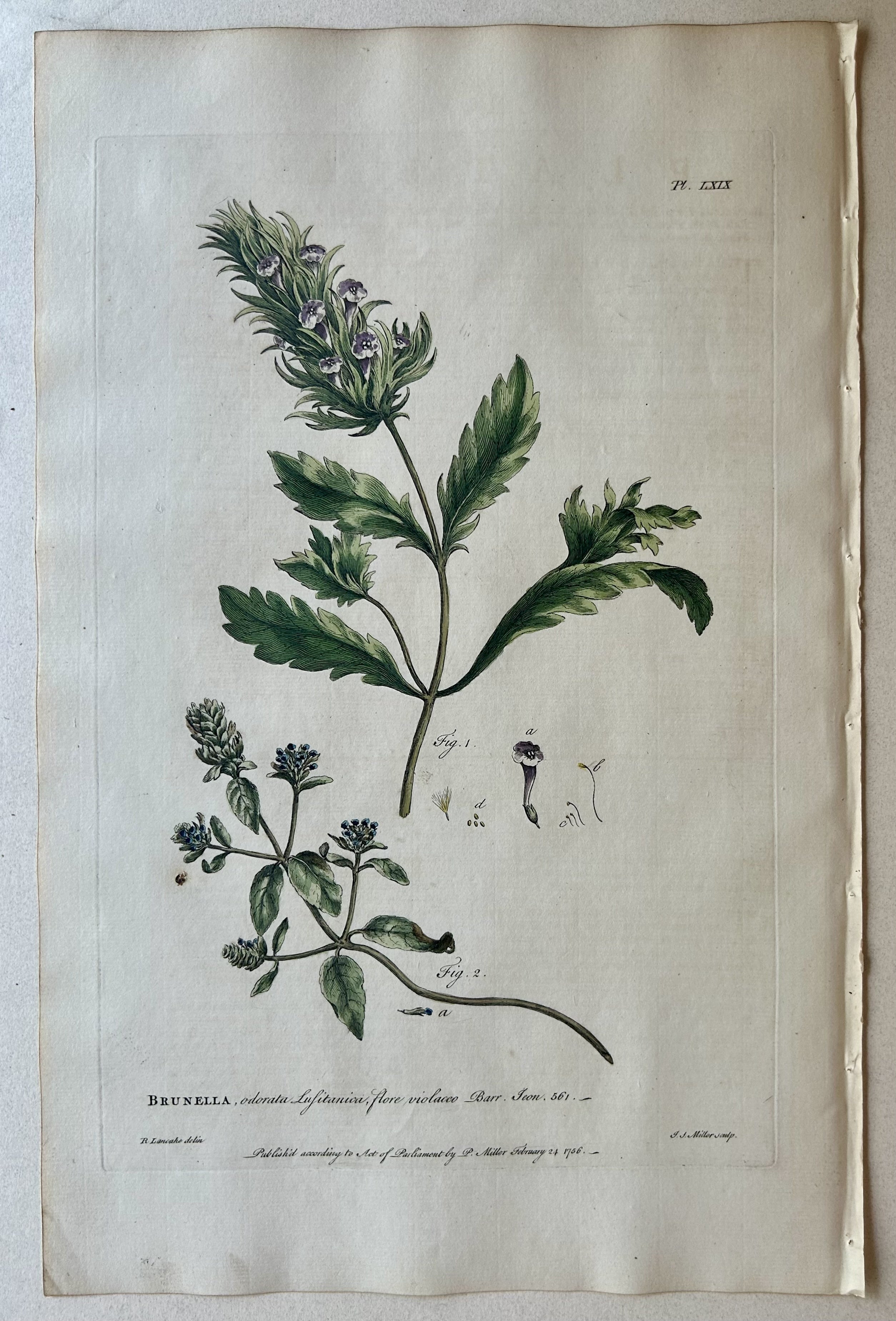 #69 Brunella odorata