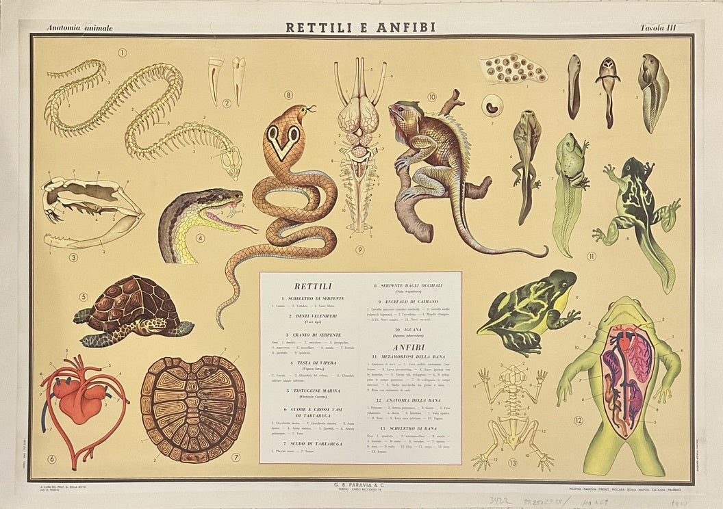This poster is an educational chart depicting reptiles and amphibians, specifically titled "RETTILI E ANFIBI" (Reptiles and Amphibians). It was produced by G.B. Paravia in Torino, Italy, and is described as a vintage educational print.