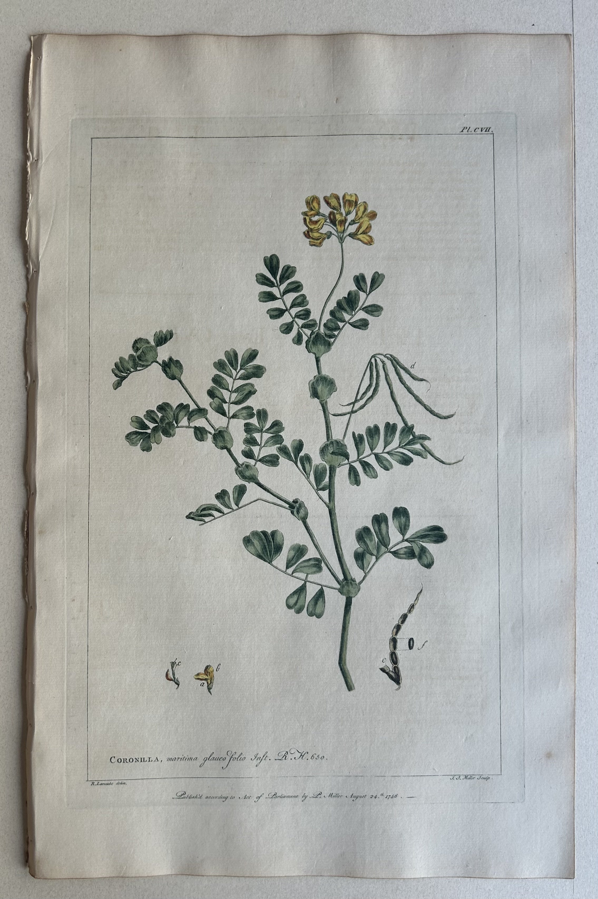 #107 Coronilla