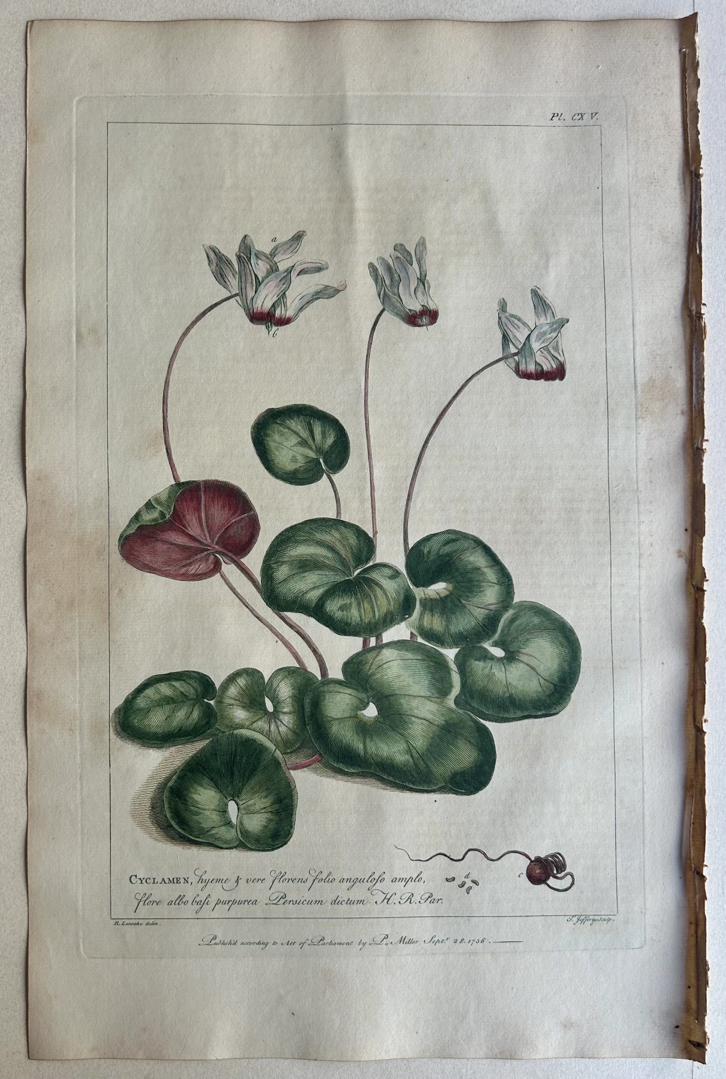 #115 Cyclamen