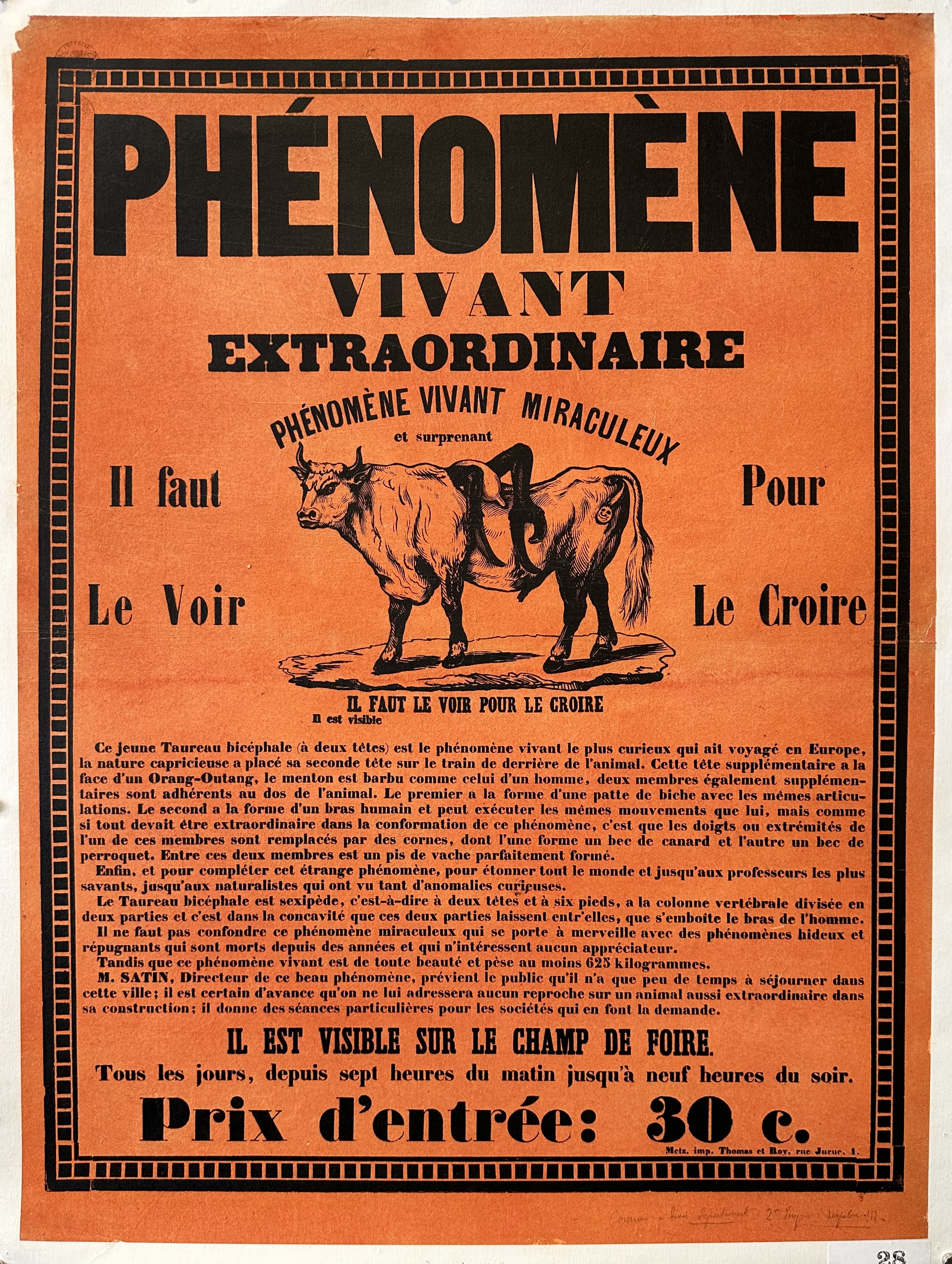 French poster advertising a two-headed bull as a living phenomenon. The poster features intricate text describing the bull's unique features and invites viewers to see it at a fair for a fee of 30 cents.