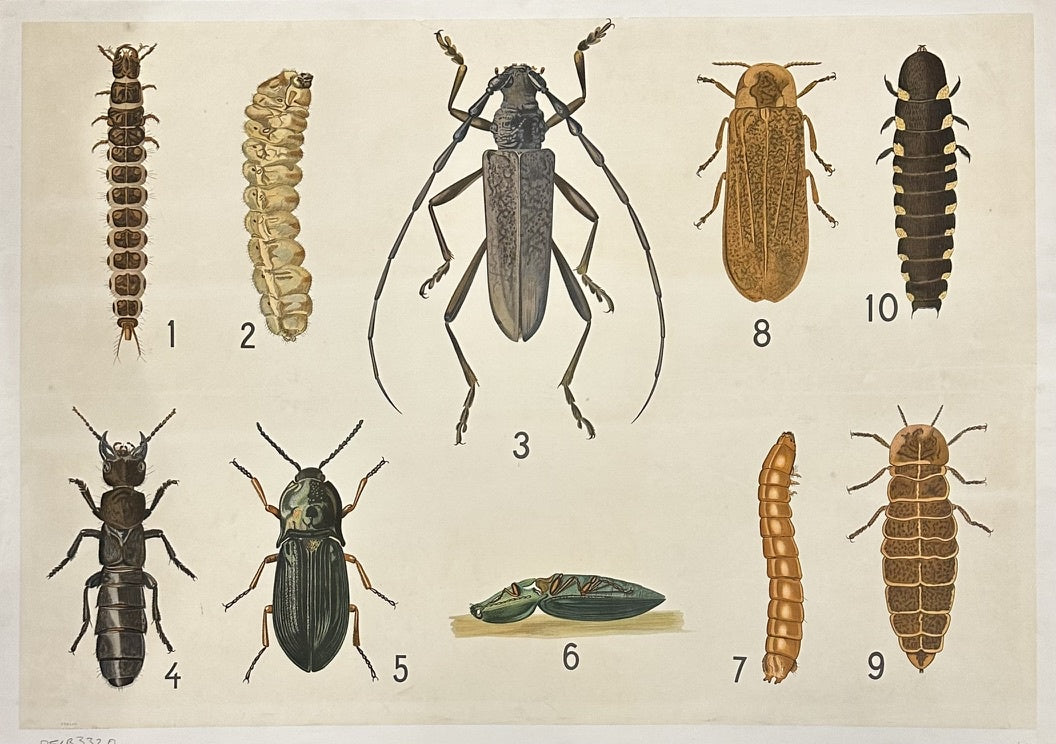 This specific poster appears to be a vintage school chart, potentially made of canvas or cloth, and might have been used for teaching entomology or natural history.