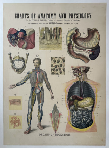 Link to Charts of Anatomy and Physiology: Organs of DigestionUnited States, c. 1909 Product