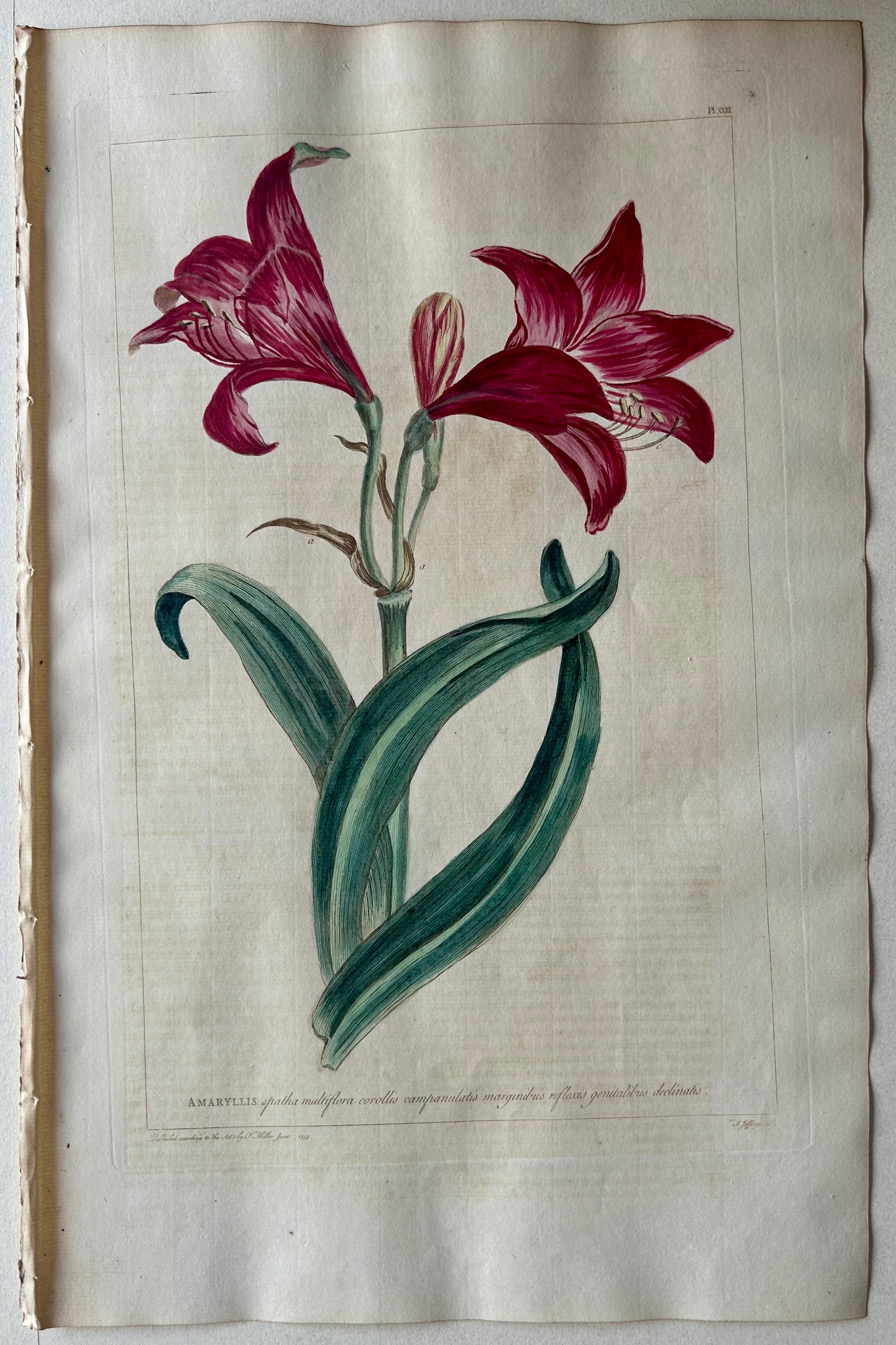 #23 Amaryllis spatha multiflora corollis