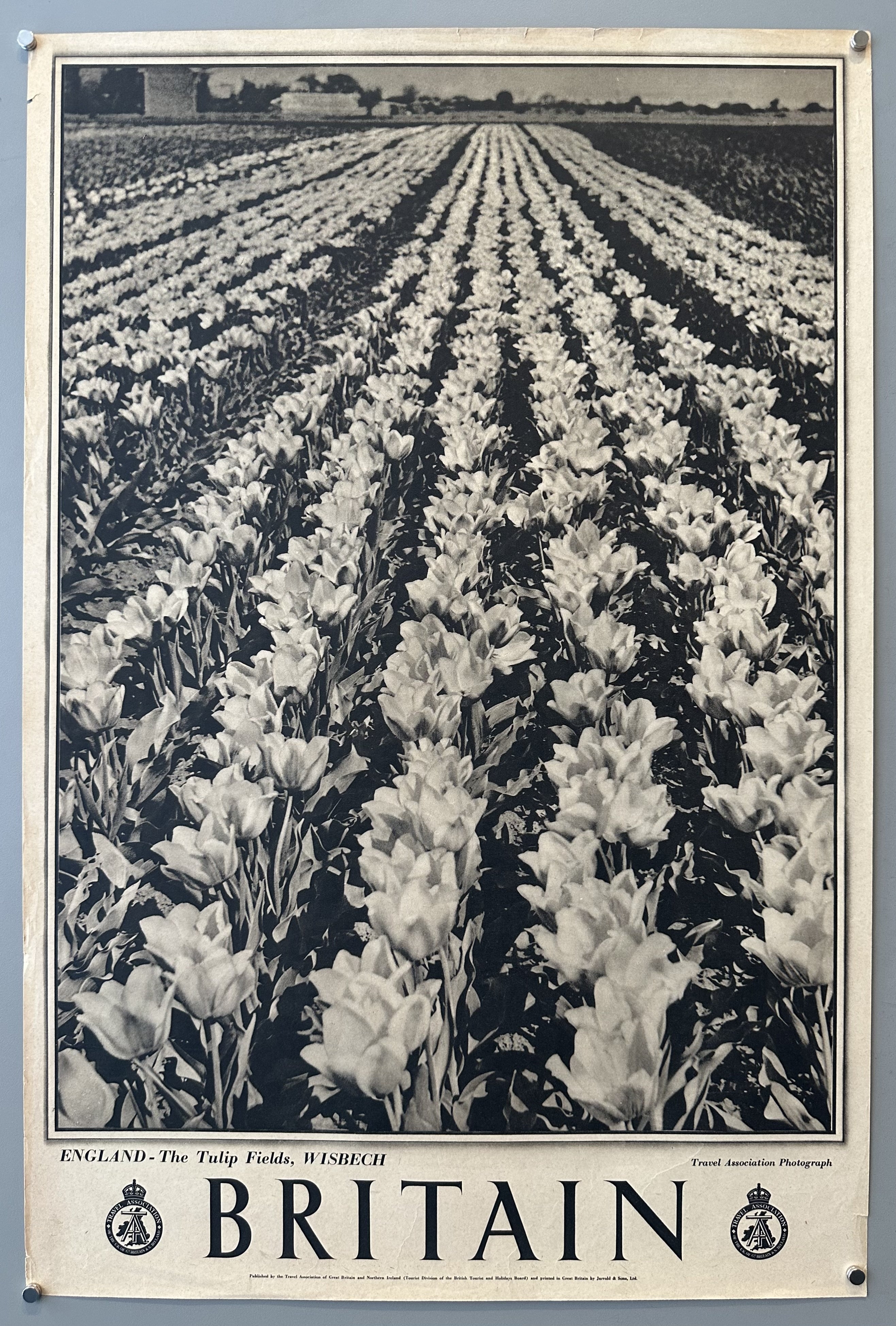 Britain: The Tulip Fields Wisbech