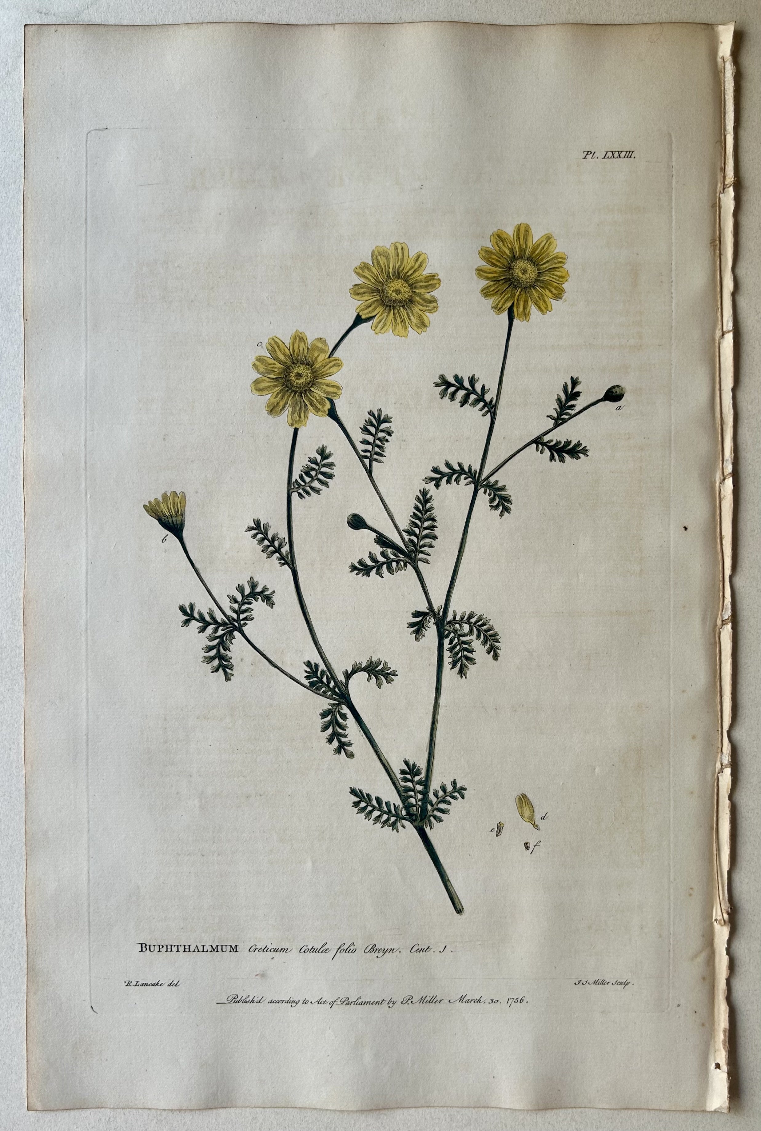 #73 Buphthalmum creticum cotula