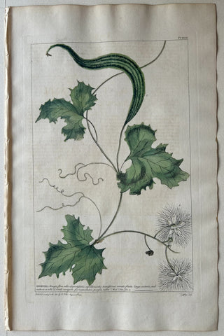Link to  #32 Anguina sinensis #32London, 1770  Product