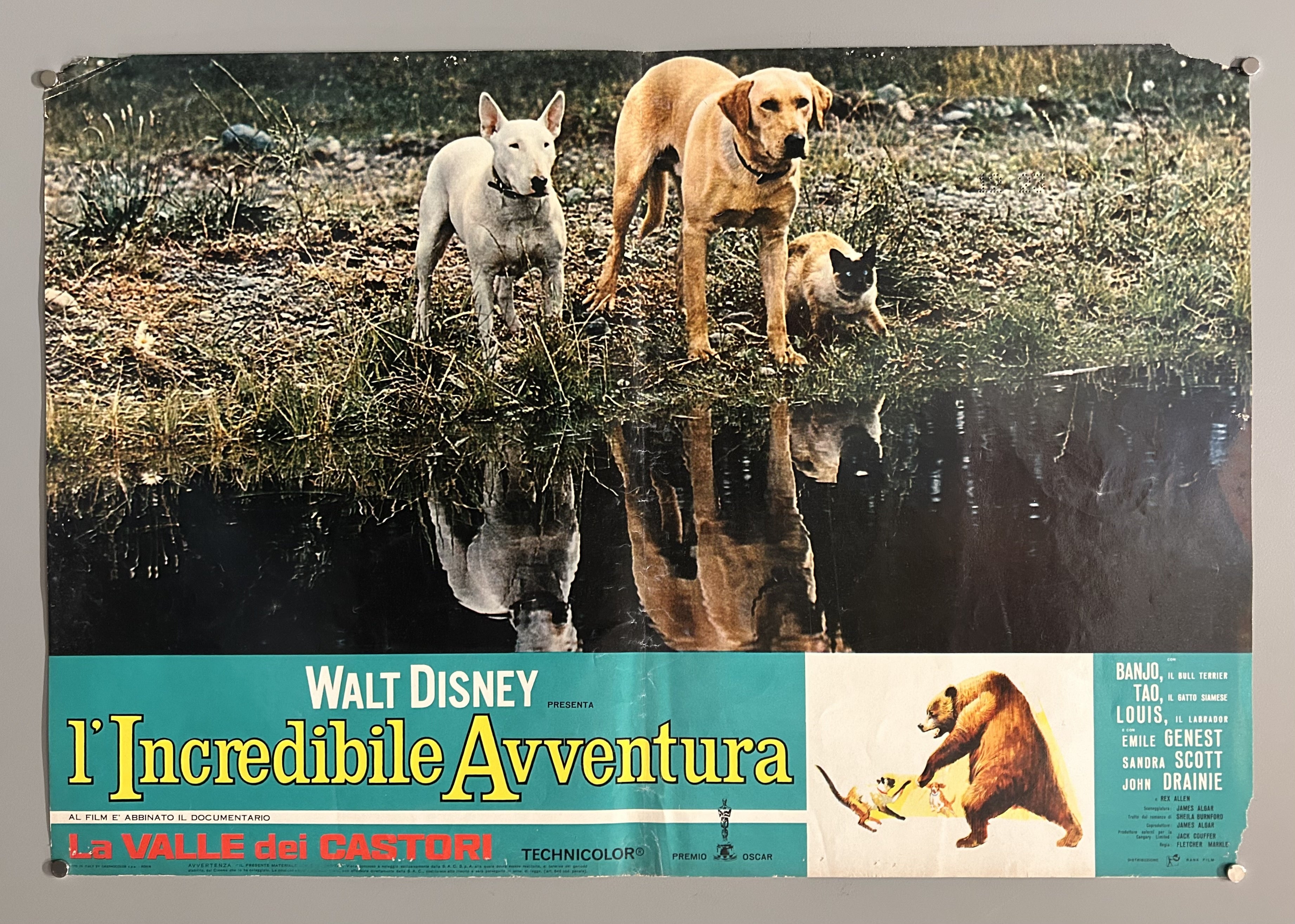 Italian film poster for The Incredible Journey featuring a still photograph from the film and a green border along the bottom.