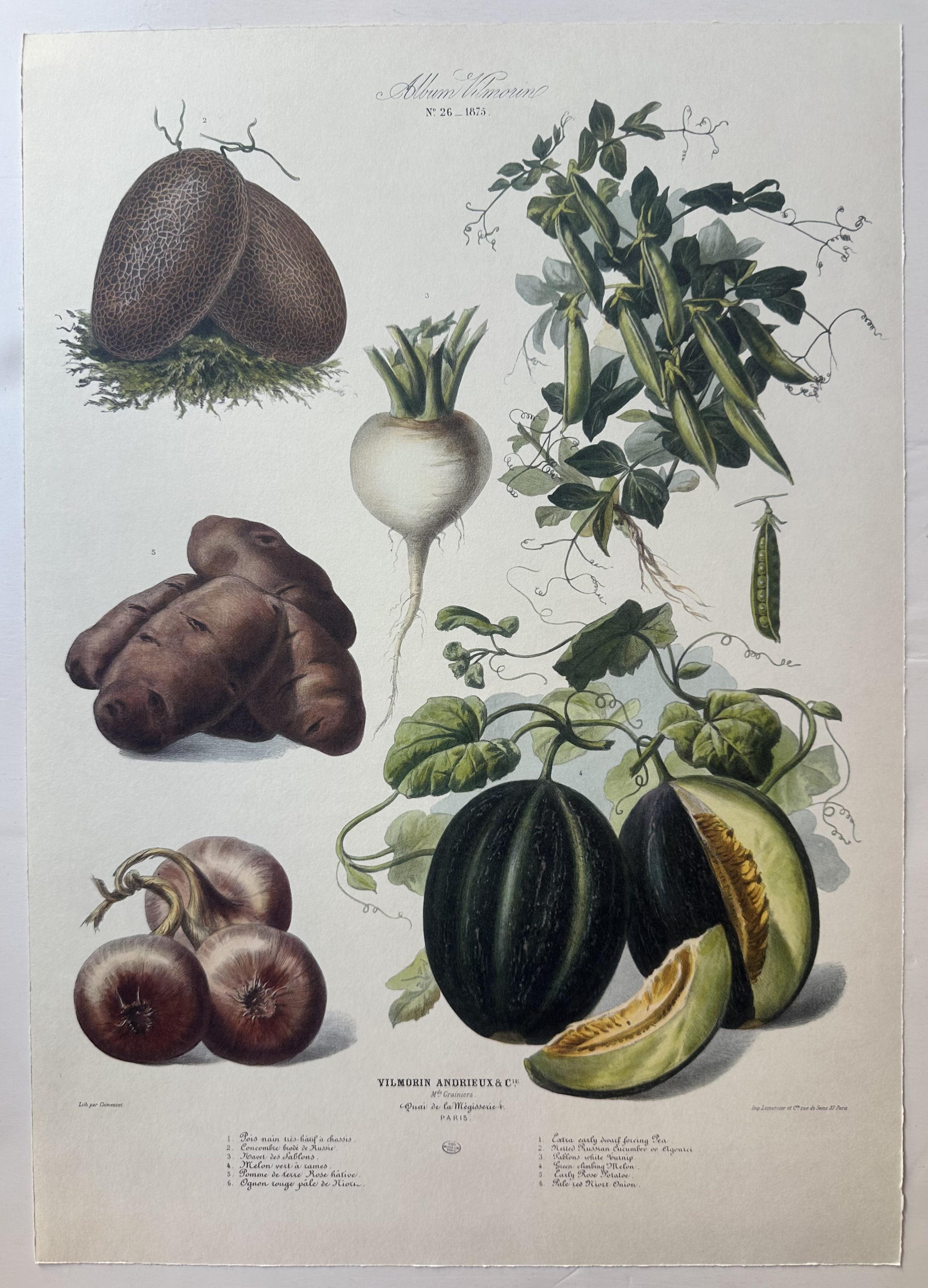 Album Vilmorin Vegetable Print #26