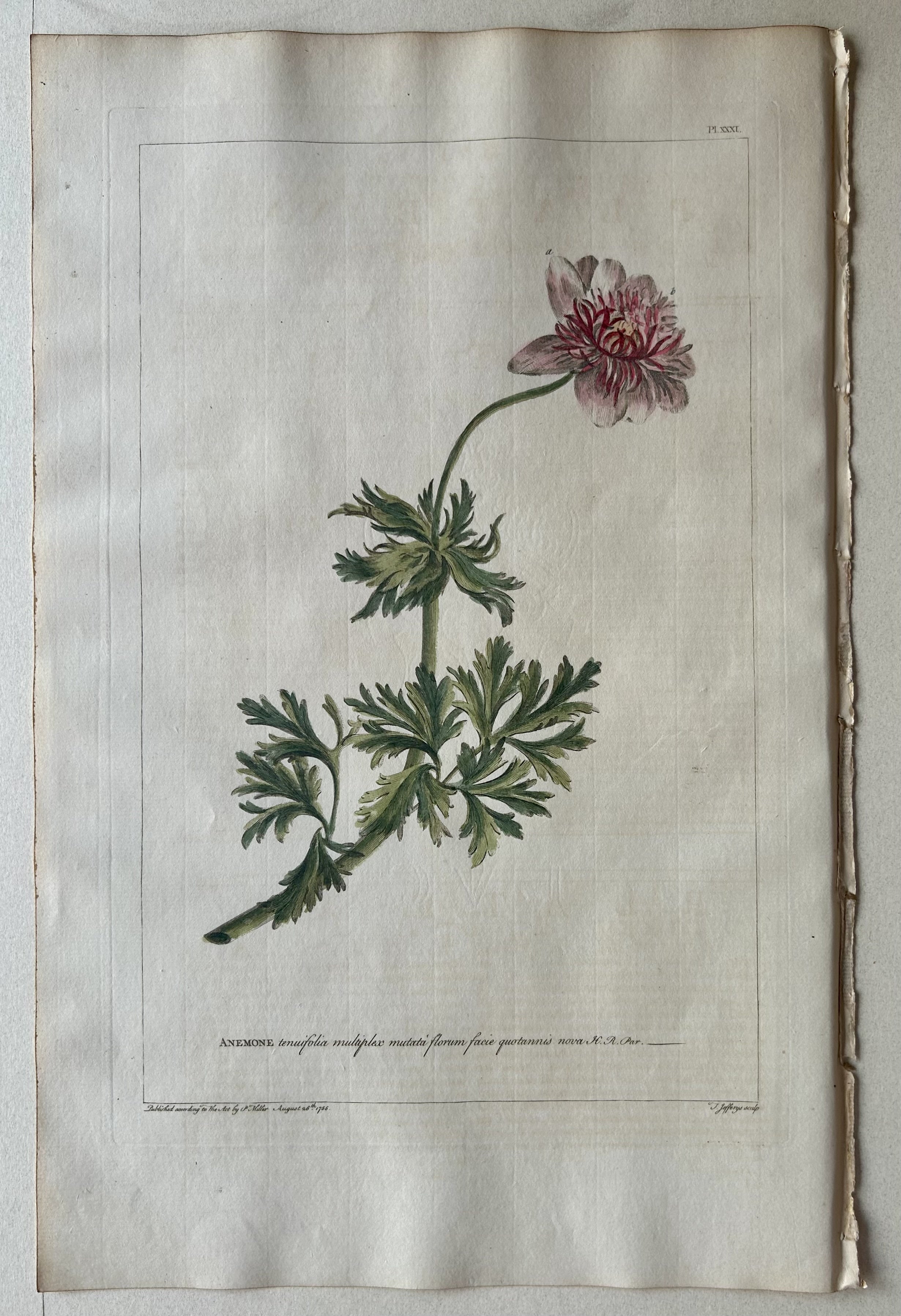 #31 Anemone tenuifolia